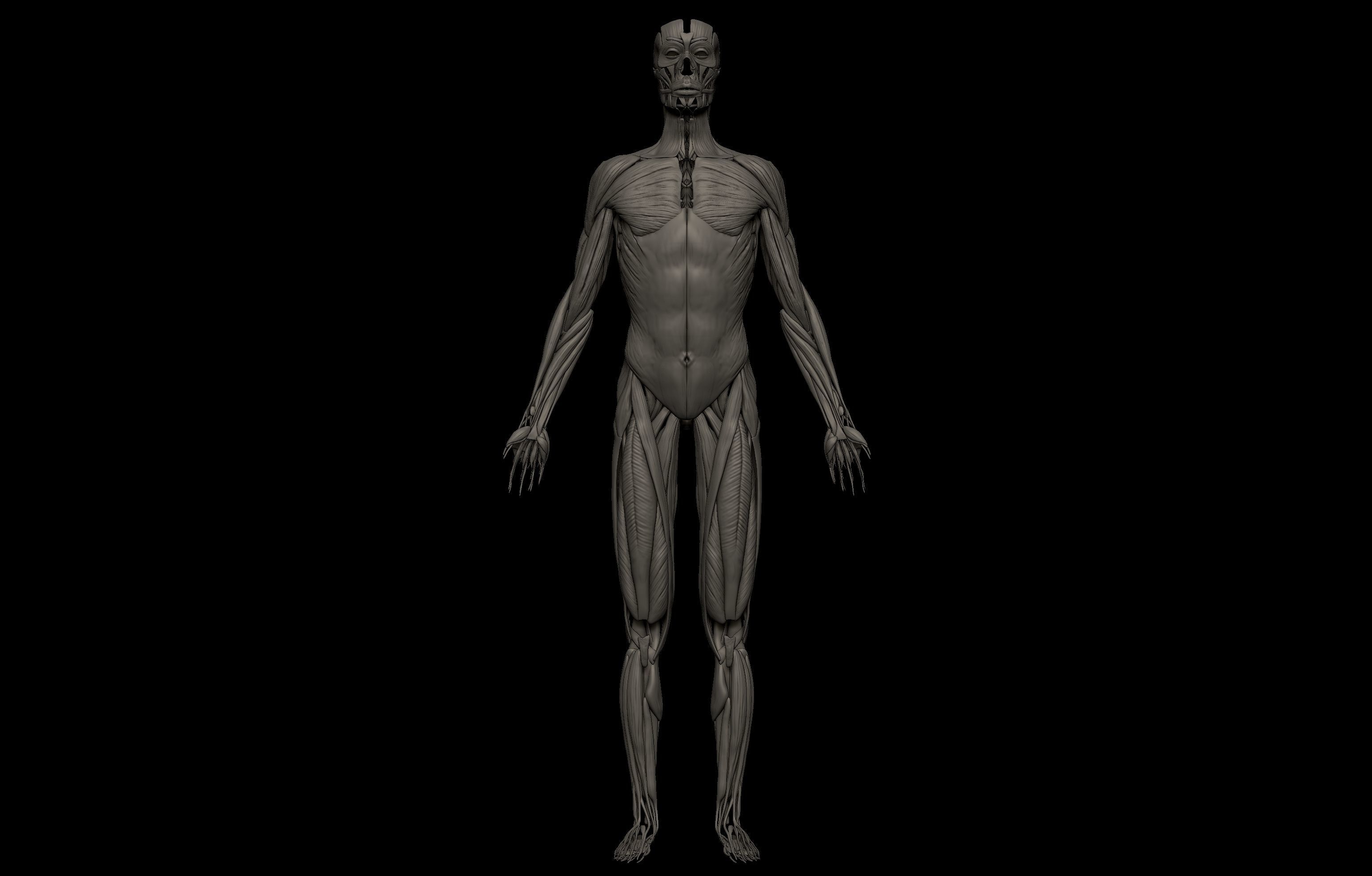 HD Female Complete Human 3D Anatomy Model PBR Low-poly 3D model_36