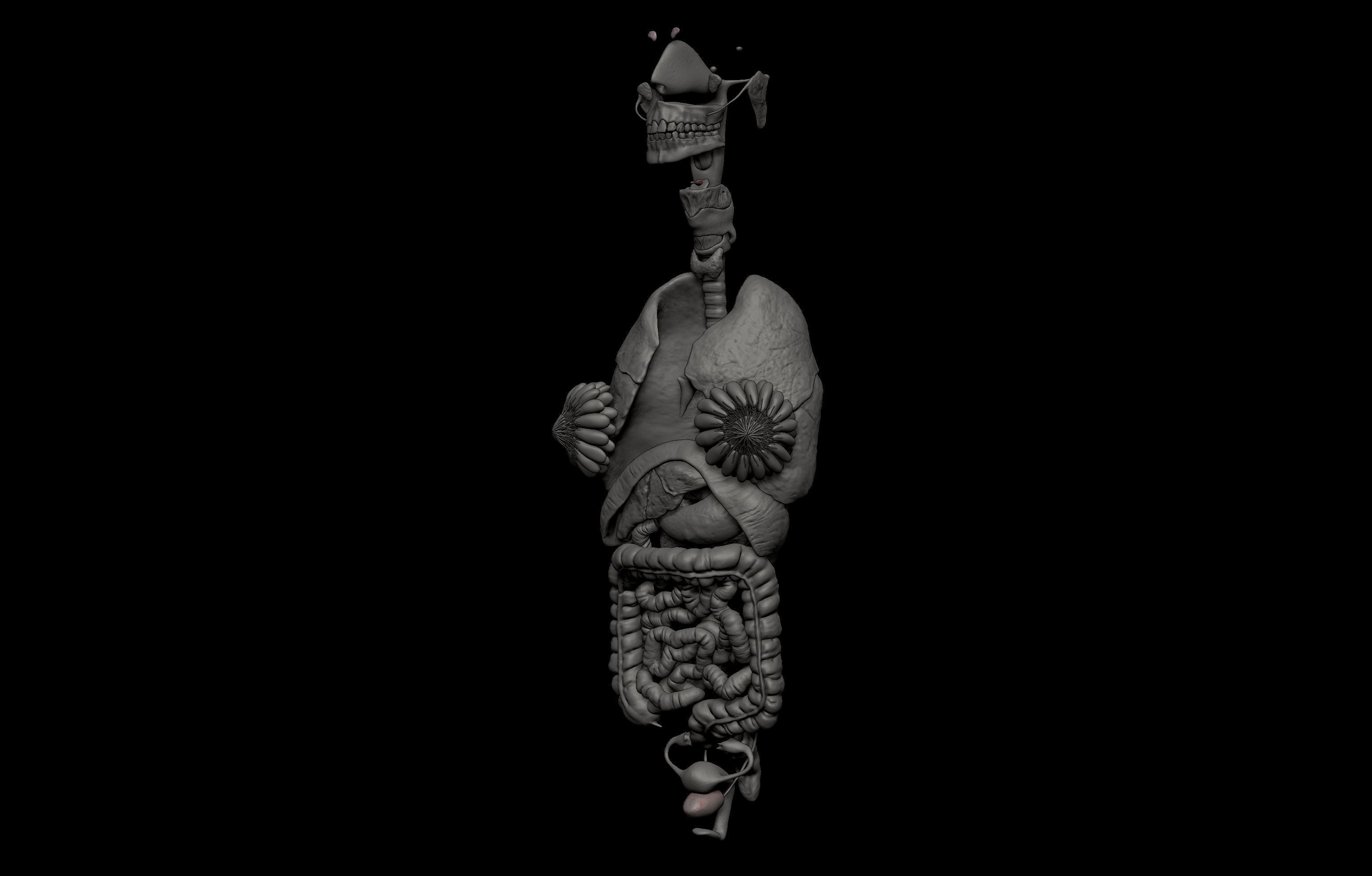 HD Female Complete Human 3D Anatomy Model PBR Low-poly 3D model_79