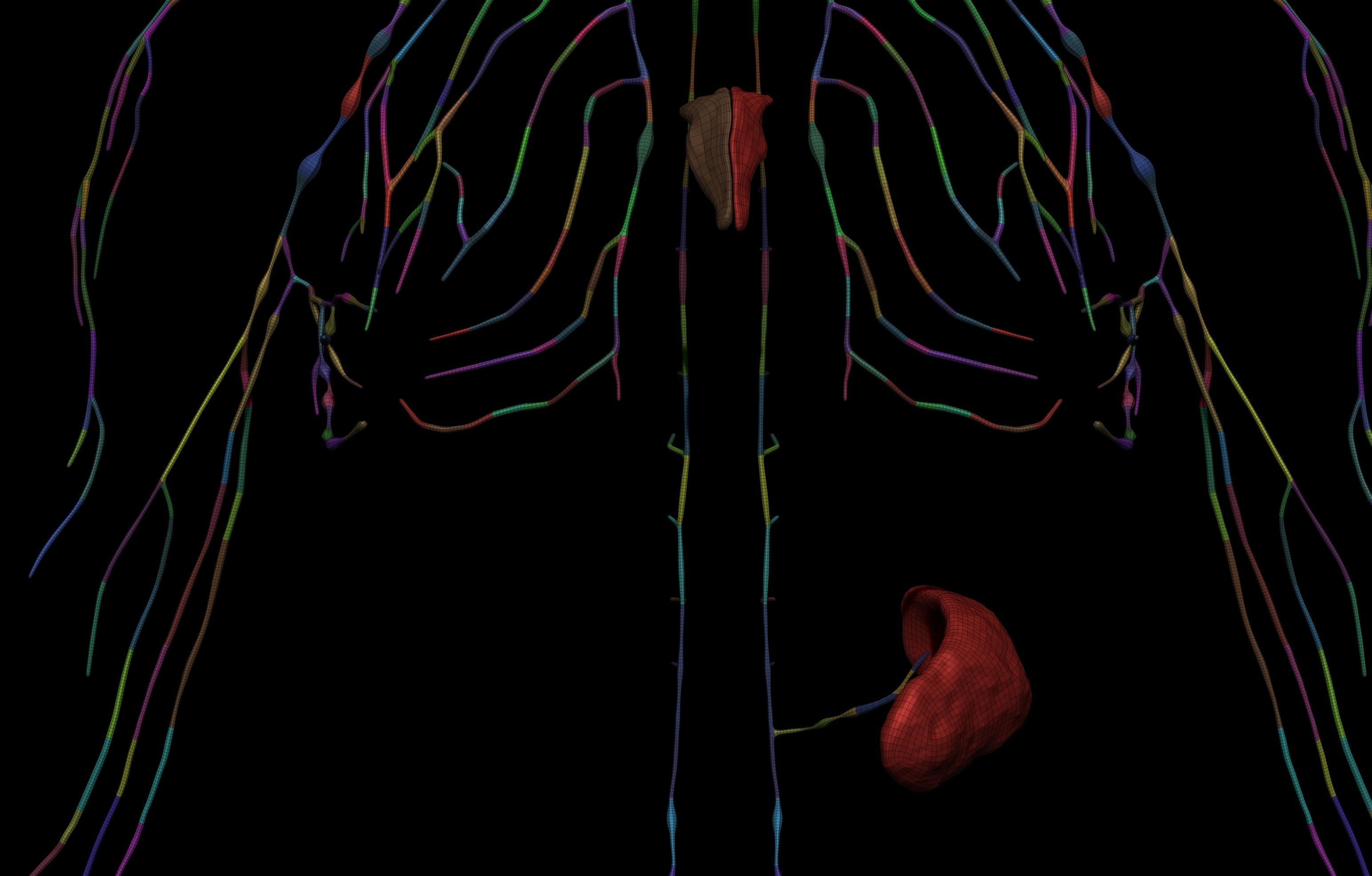 HD Female Complete Human 3D Anatomy Model PBR Low-poly 3D model_98