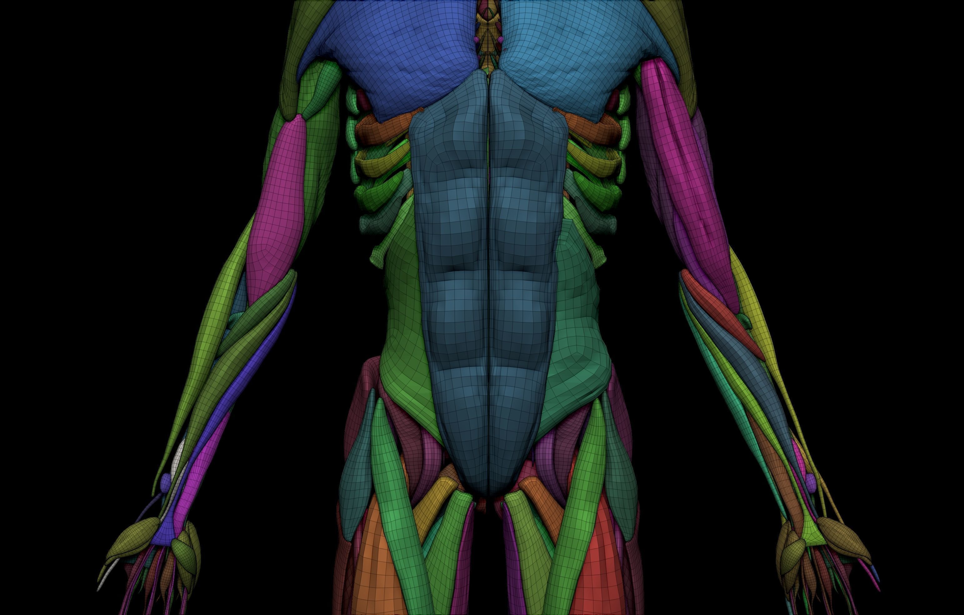 HD Female Complete Human 3D Anatomy Model PBR Low-poly 3D model_41