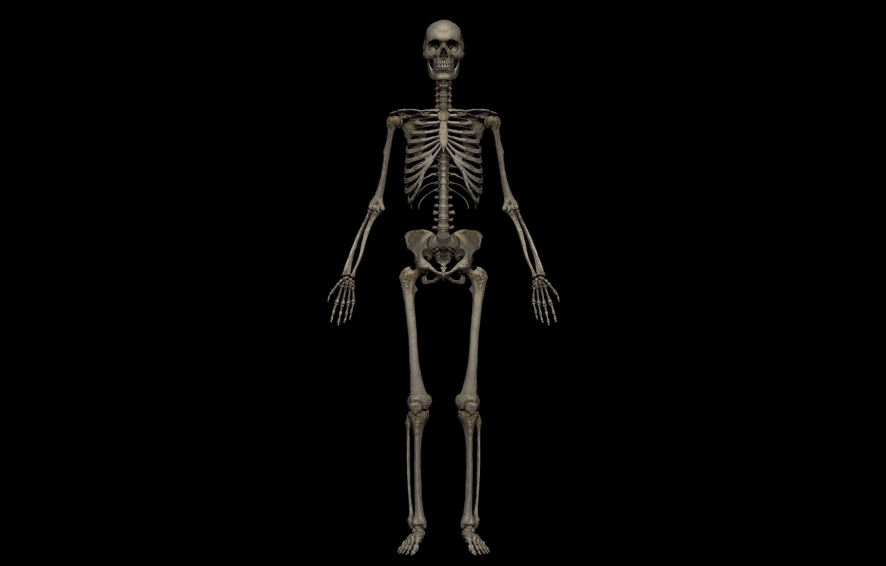 HD Female Complete Human 3D Anatomy Model PBR Low-poly 3D model_23