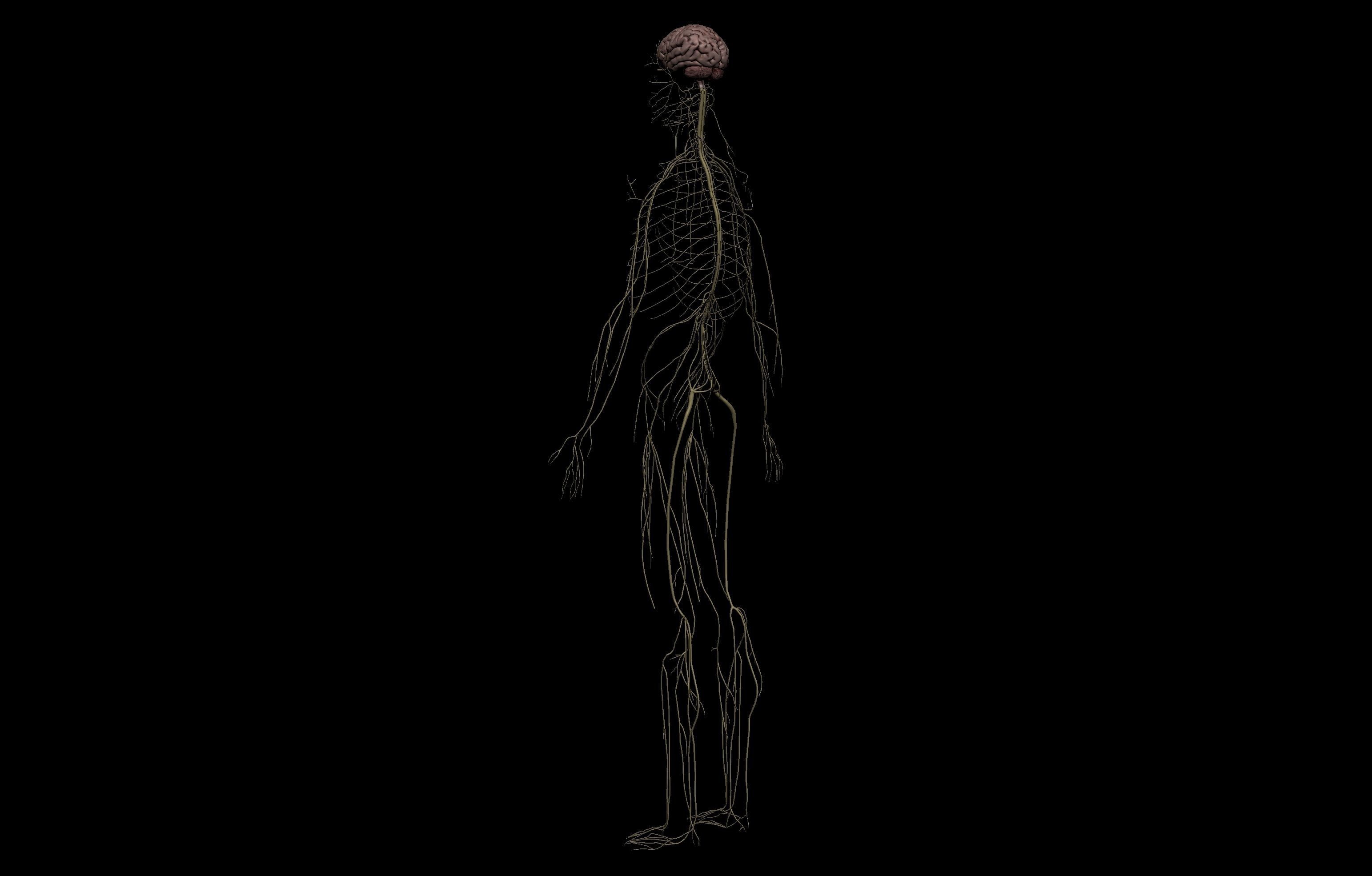 HD Female Complete Human 3D Anatomy Model PBR Low-poly 3D model_92