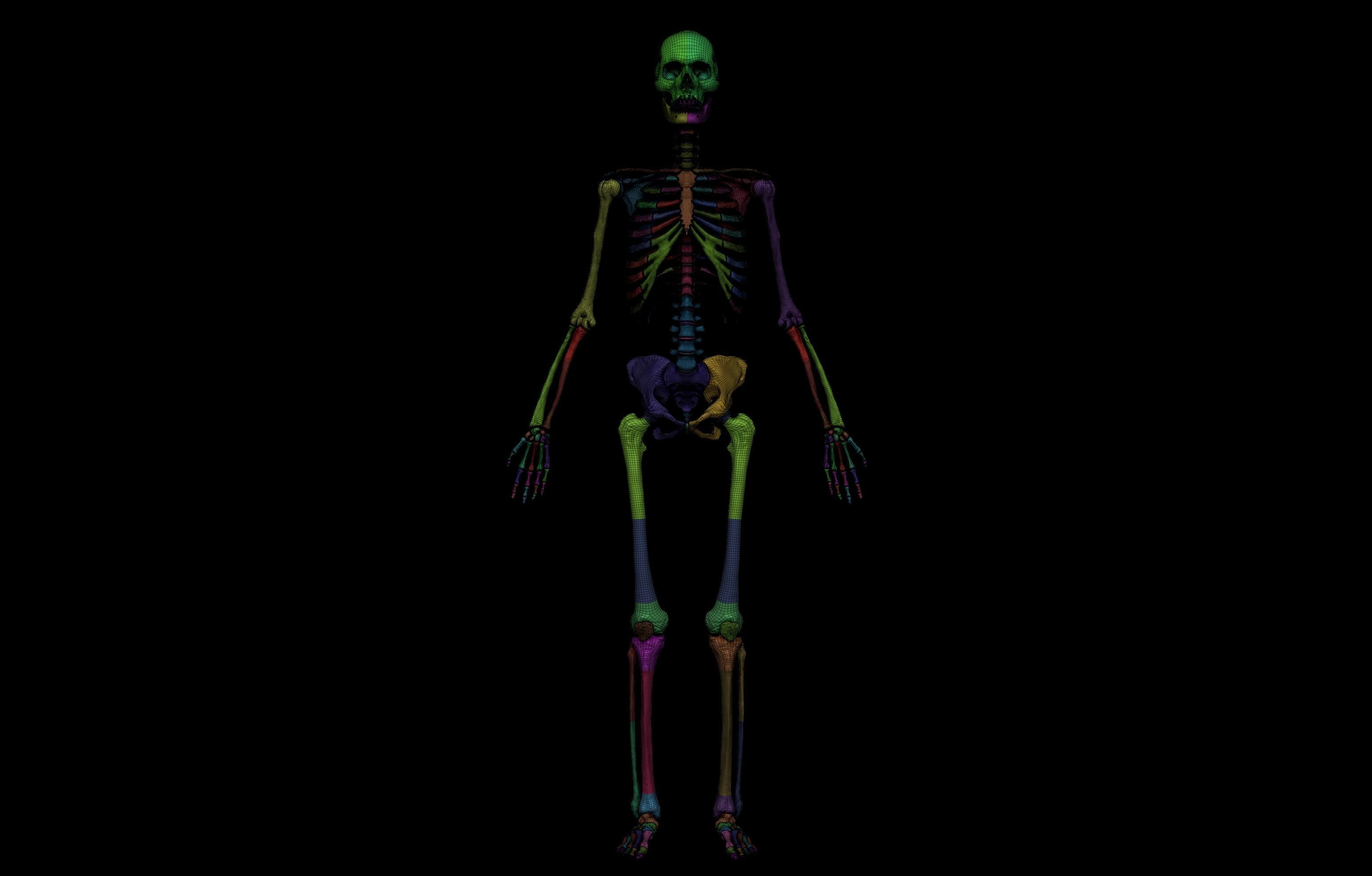 HD Female Complete Human 3D Anatomy Model PBR Low-poly 3D model_28