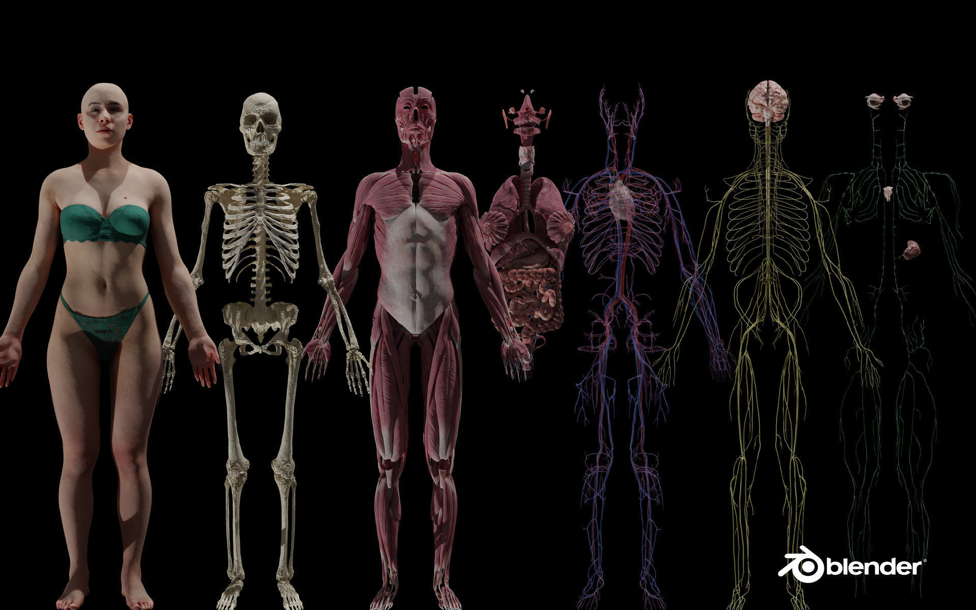 HD Female Complete Human 3D Anatomy Model PBR Low-poly 3D model_1