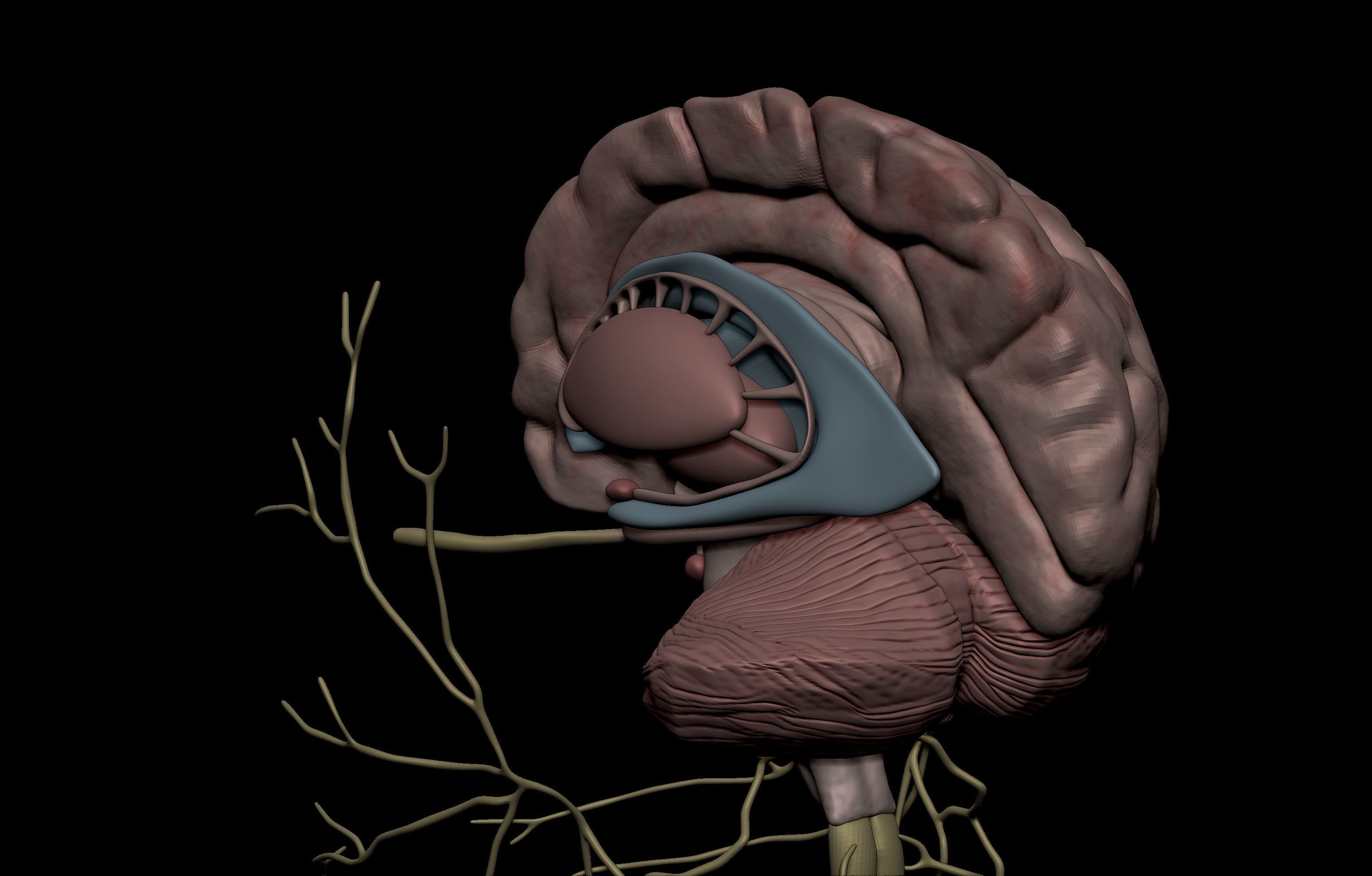 HD Female Complete Human 3D Anatomy Model PBR Low-poly 3D model_89