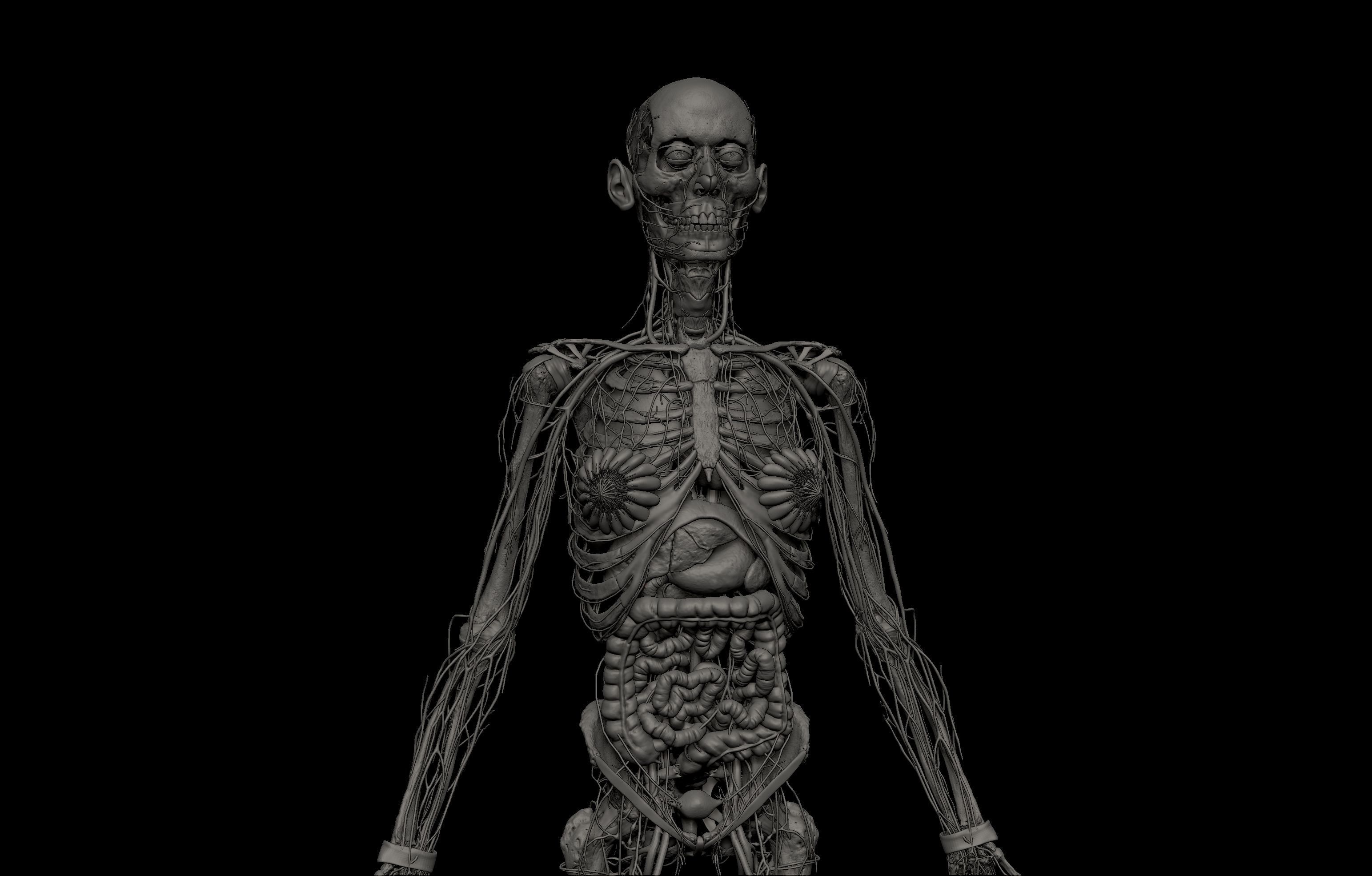 HD Female Complete Human 3D Anatomy Model PBR Low-poly 3D model_11