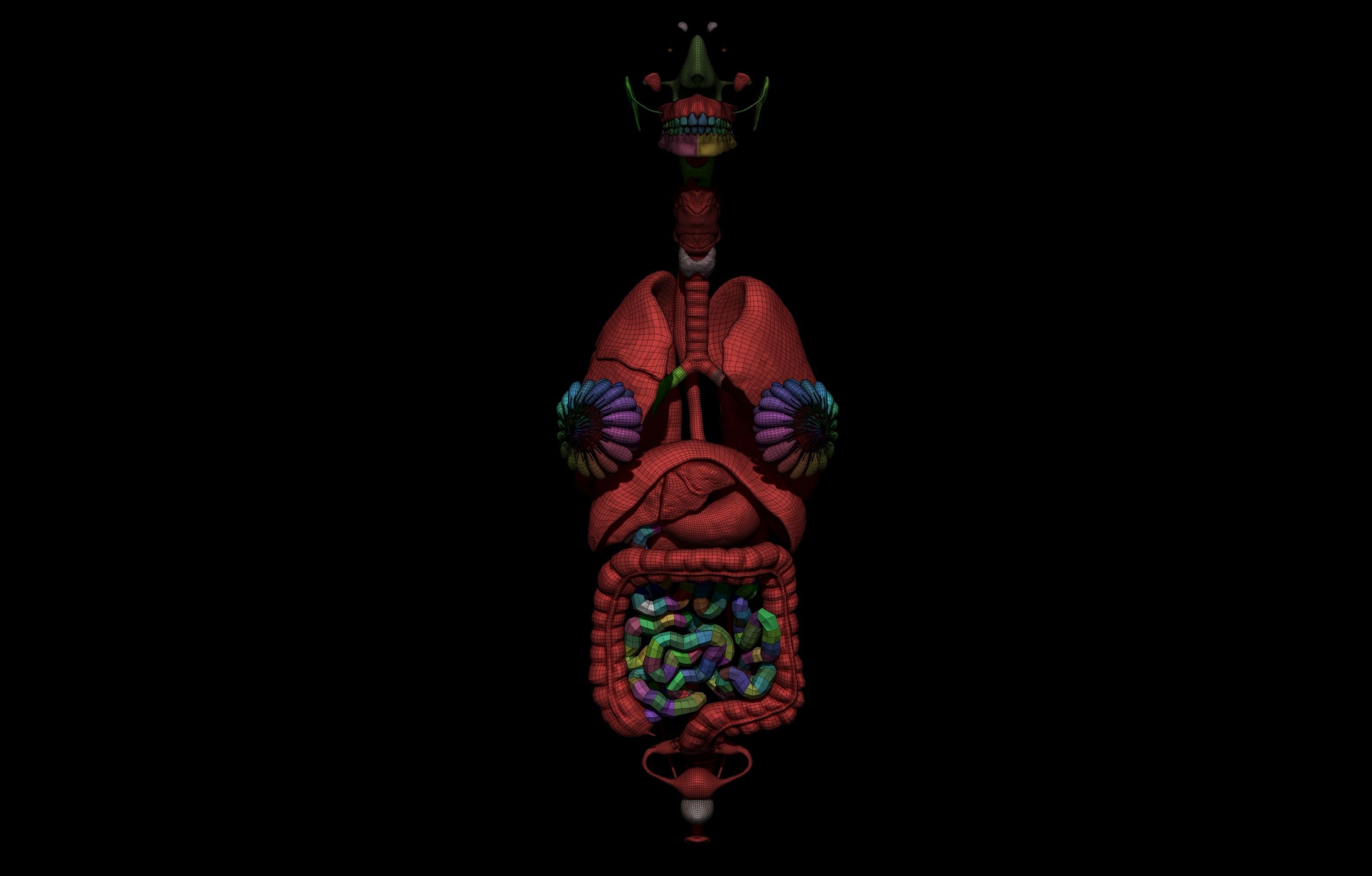 HD Female Complete Human 3D Anatomy Model PBR Low-poly 3D model_80