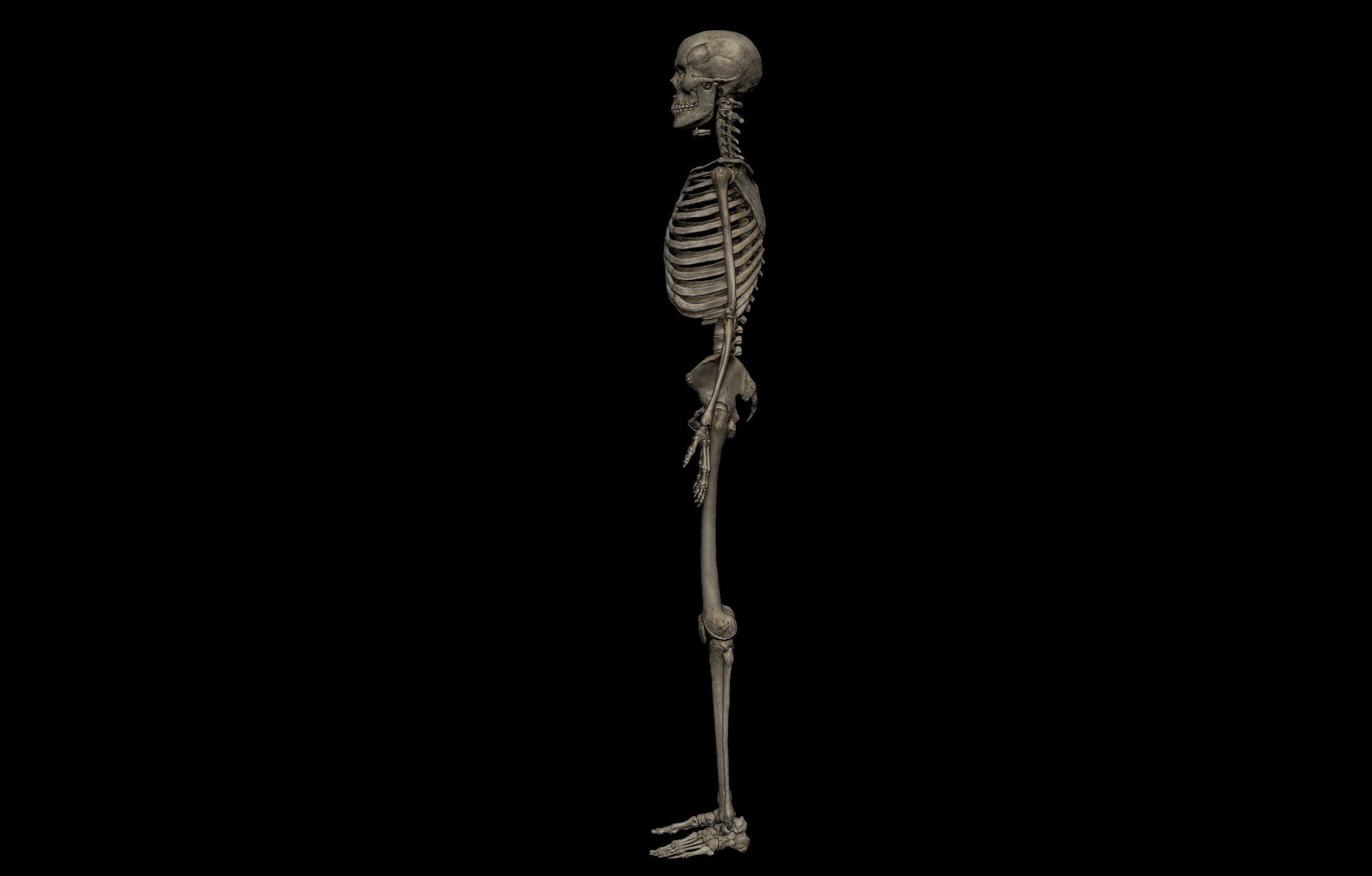 HD Female Complete Human 3D Anatomy Model PBR Low-poly 3D model_22