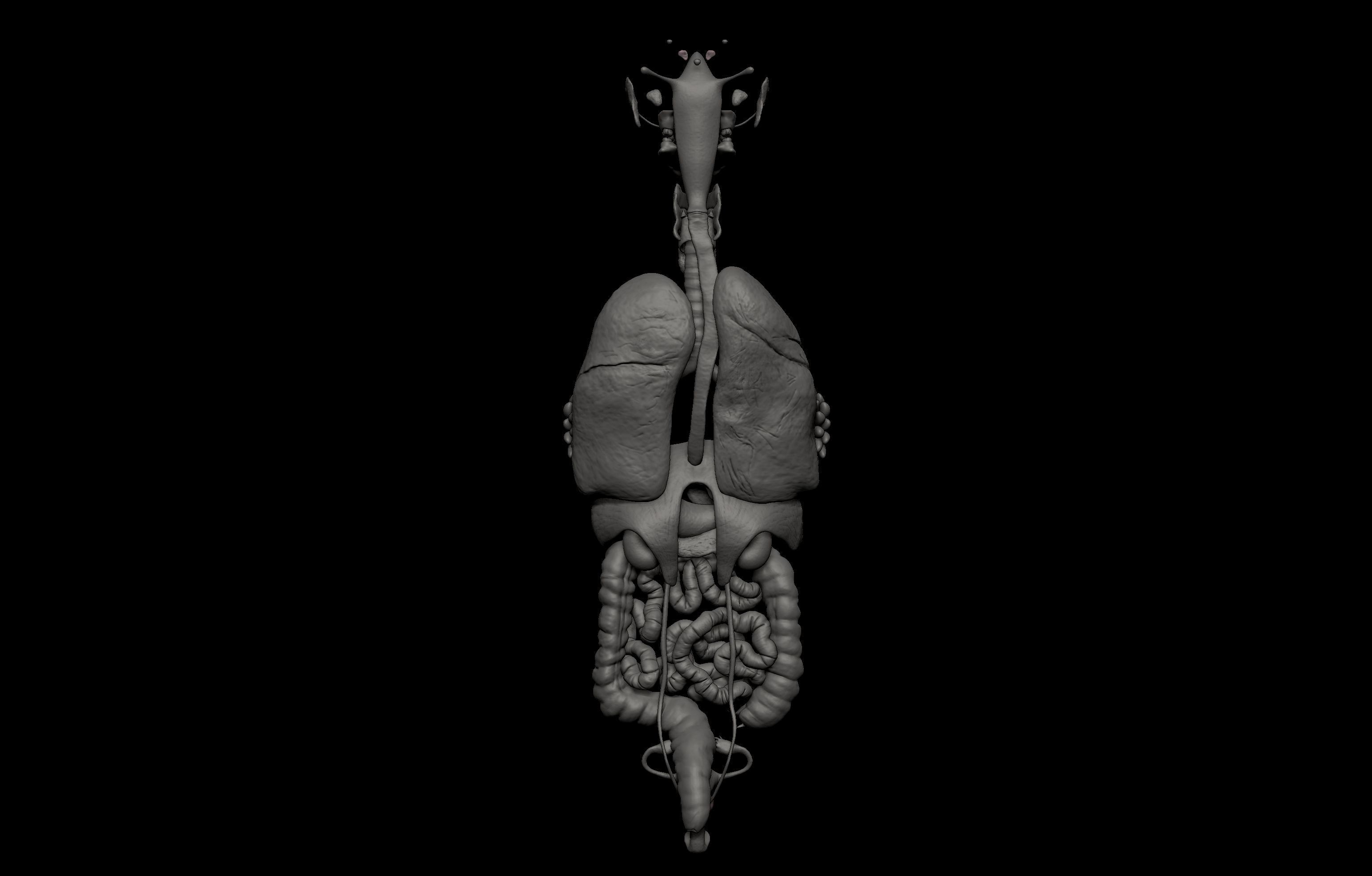 HD Female Complete Human 3D Anatomy Model PBR Low-poly 3D model_83