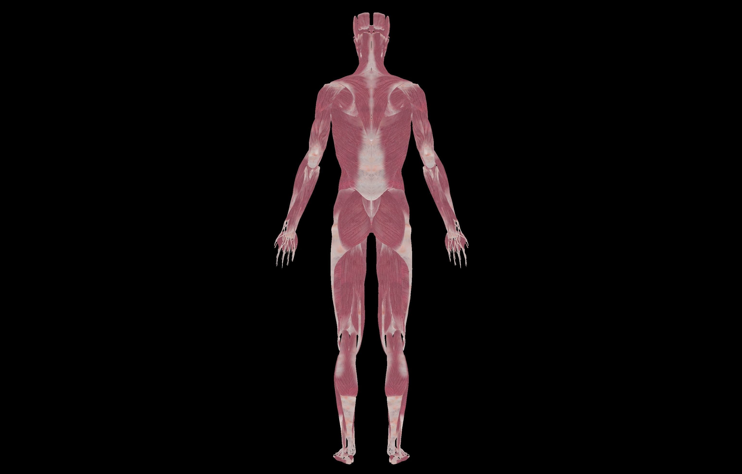 HD Female Complete Human 3D Anatomy Model PBR Low-poly 3D model_34