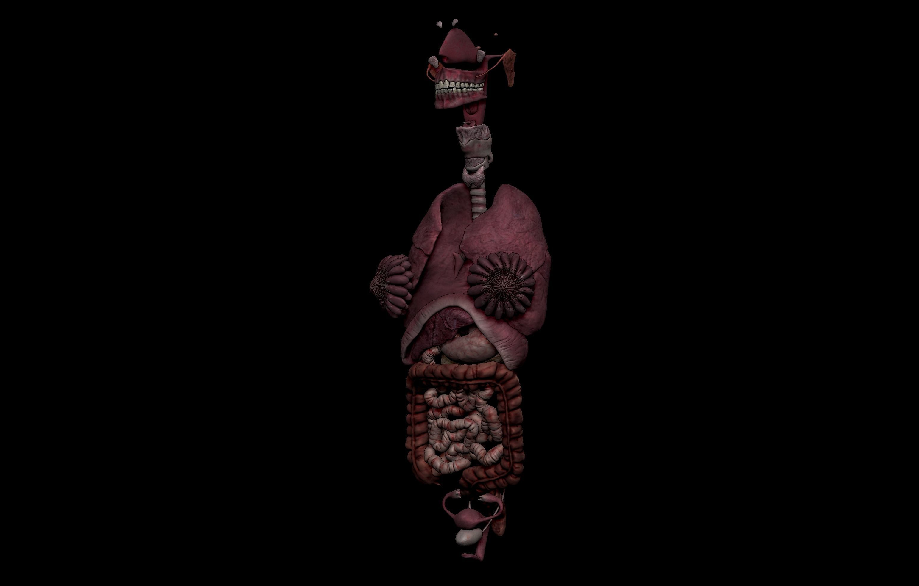 HD Female Complete Human 3D Anatomy Model PBR Low-poly 3D model_81