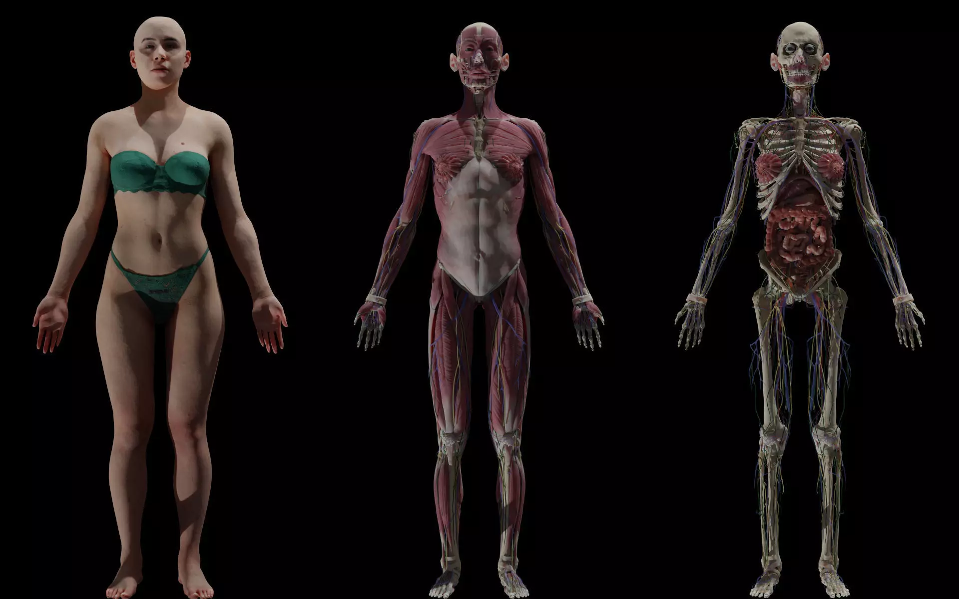 HD Female Complete Human 3D Anatomy Model PBR Low-poly 3D model_0