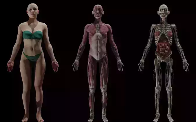 HD Female Complete Human 3D Anatomy Model PBR Low-poly 3D model