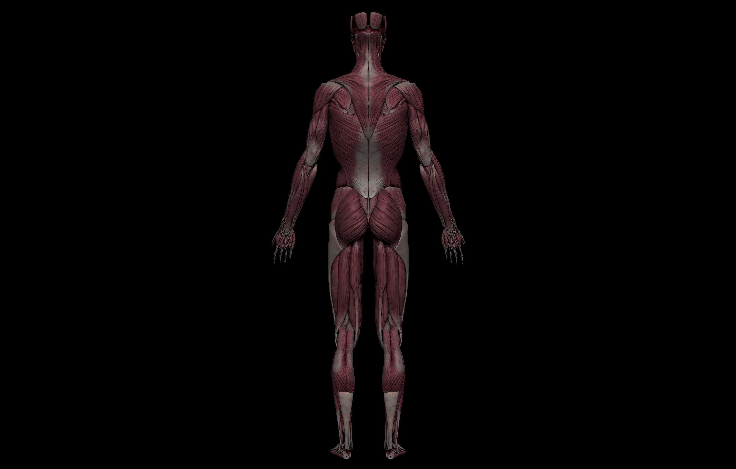 HD Female Complete Human 3D Anatomy Model PBR Low-poly 3D model_33