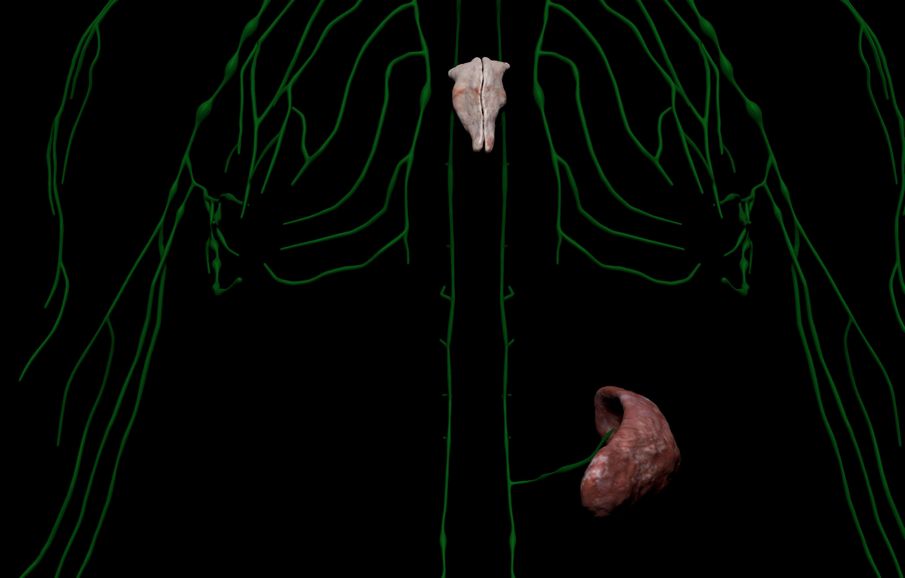 HD Female Complete Human 3D Anatomy Model PBR Low-poly 3D model_104