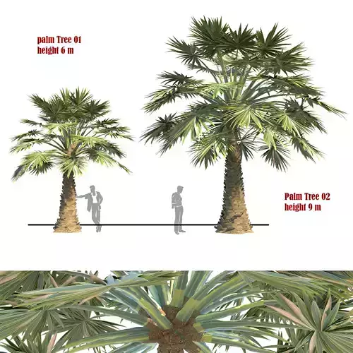 palm tree set 02