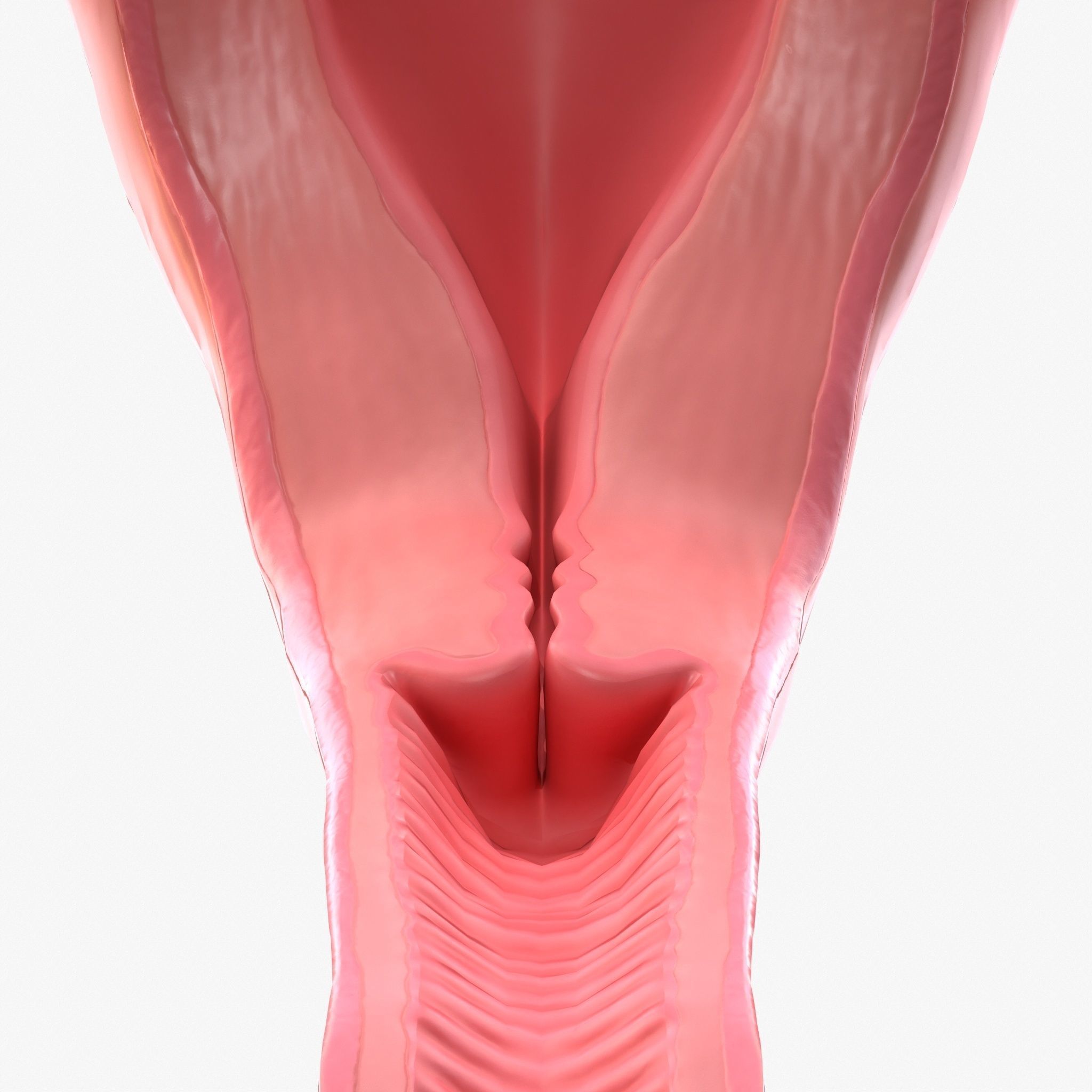 Female Reproductive System Low-poly 3D model_5