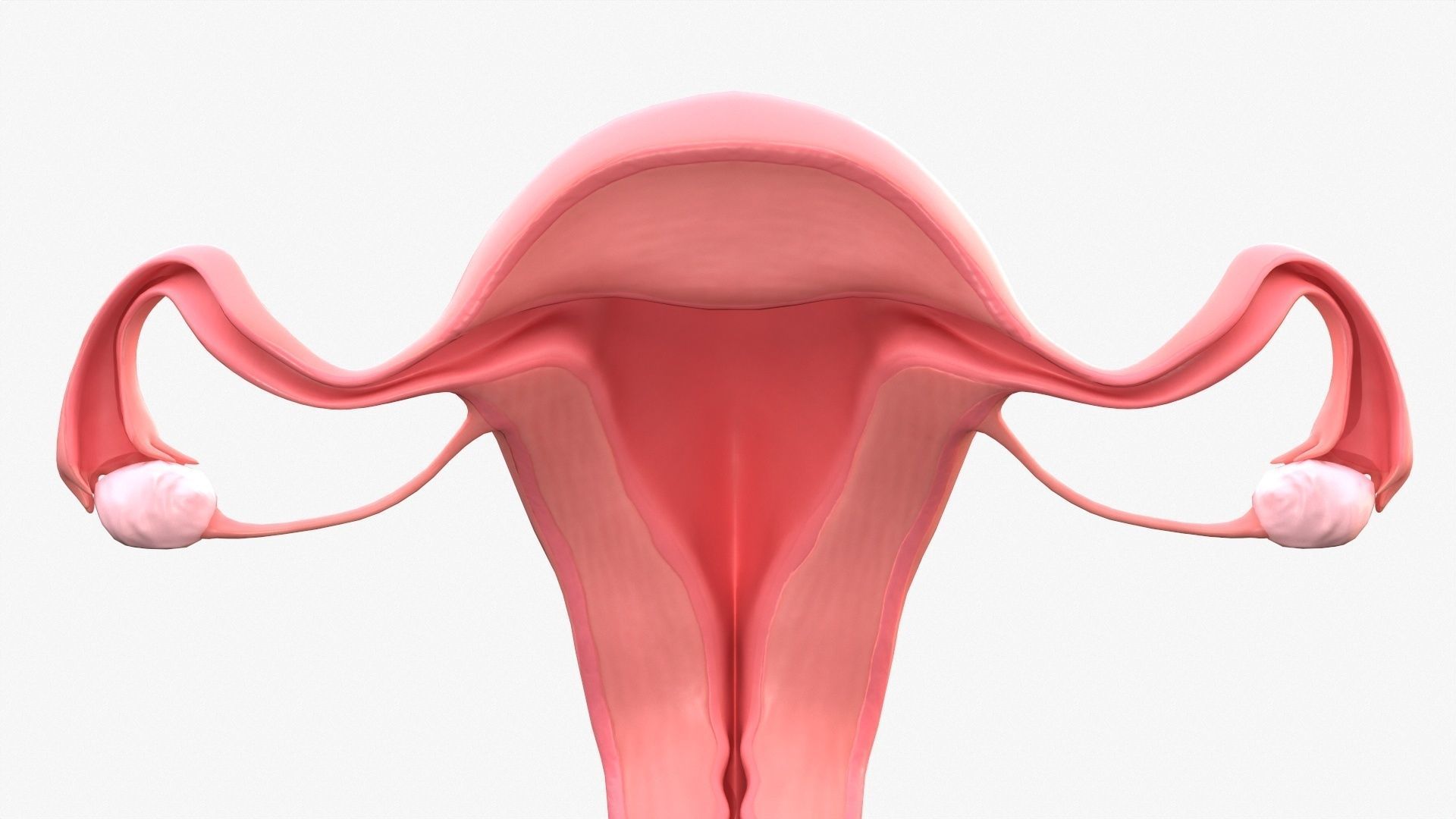 Female Reproductive System Low-poly 3D model_6