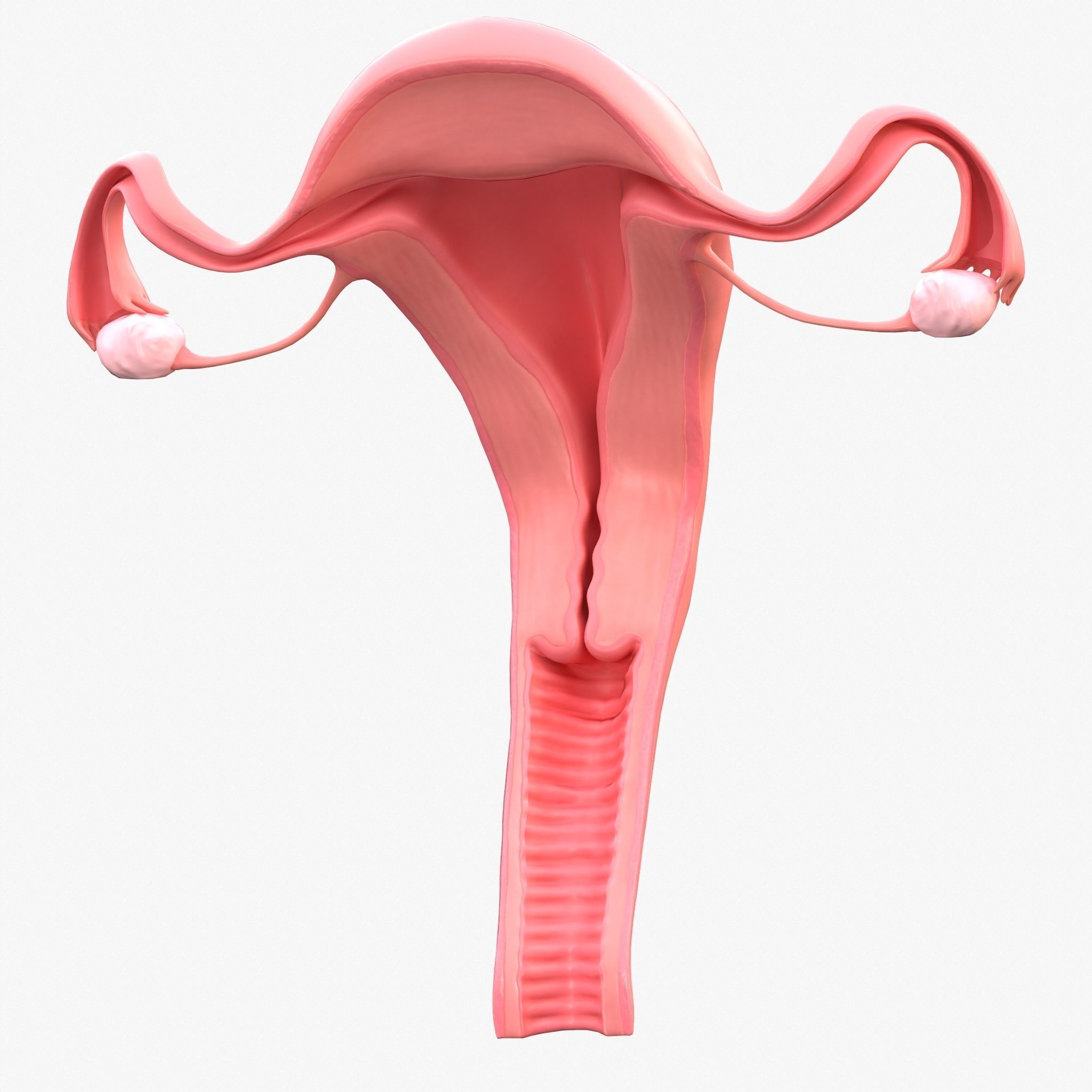 Female Reproductive System Low-poly 3D model_4