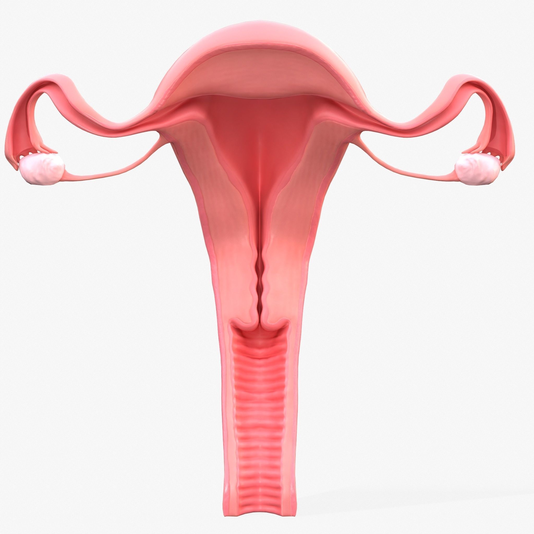 Female Reproductive System Low-poly 3D model_2