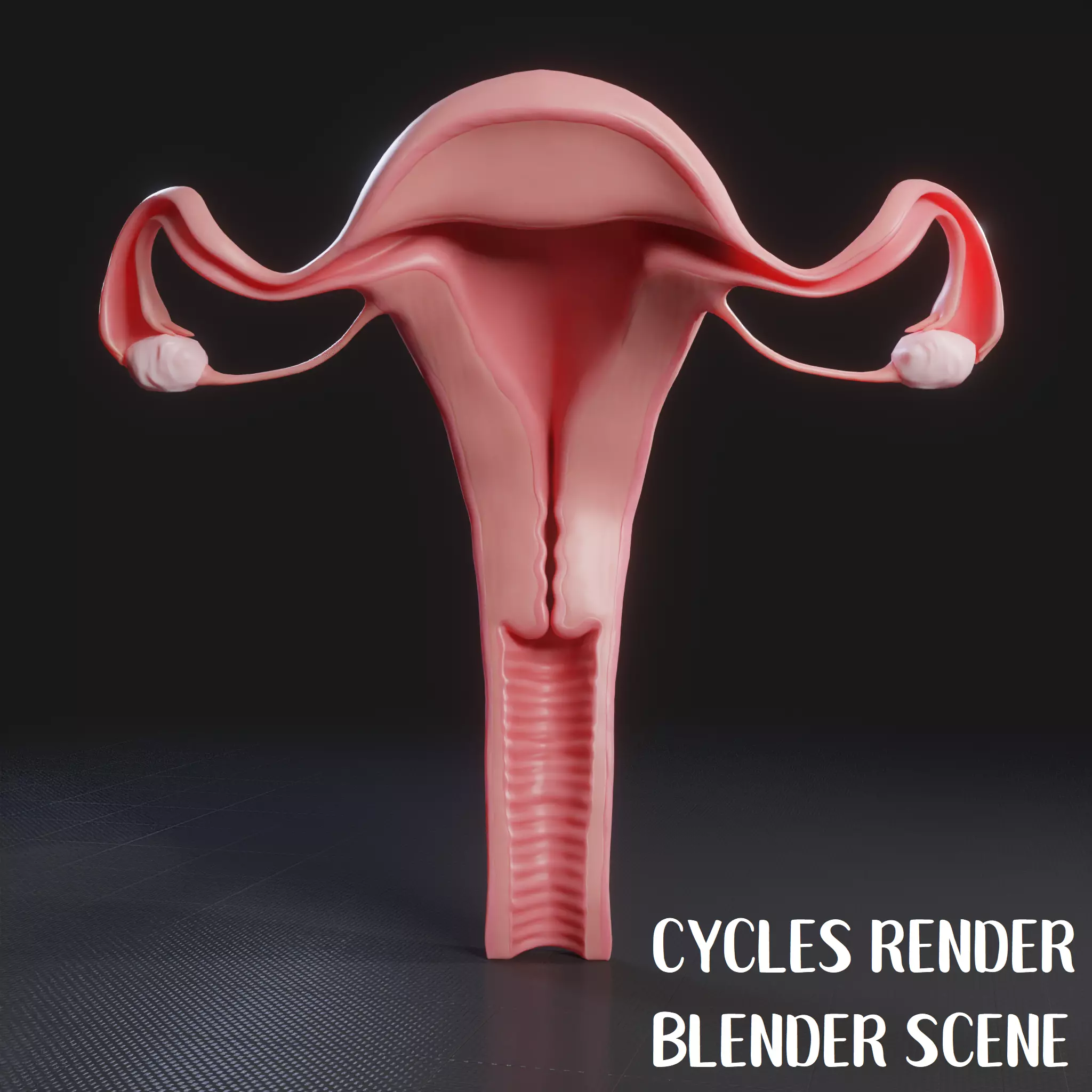 Female Reproductive System Low-poly 3D model_0