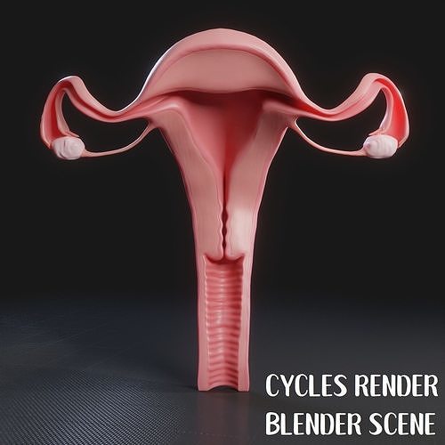 Female Reproductive System Low-poly 3D model