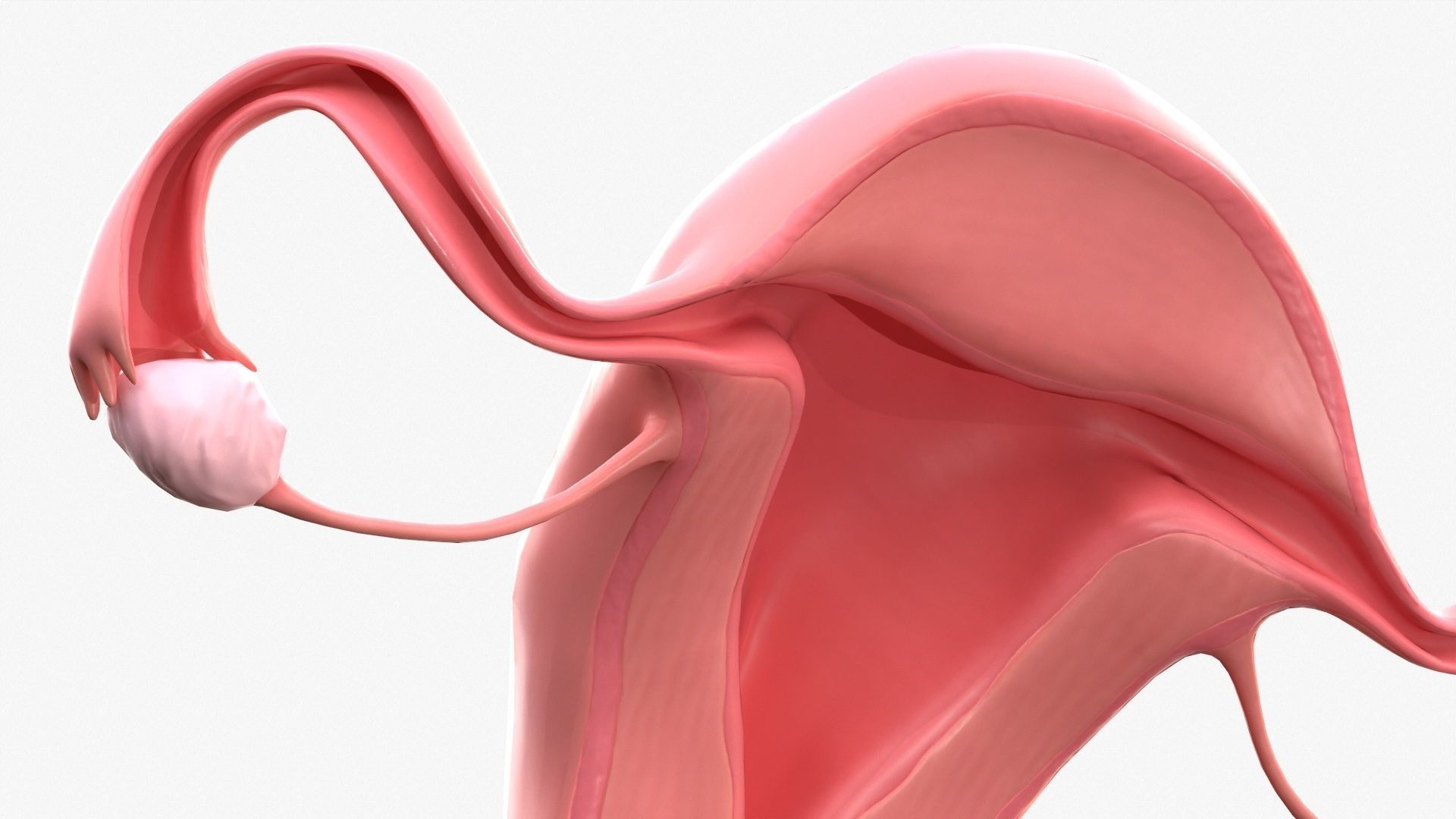 Female Reproductive System Low-poly 3D model_7