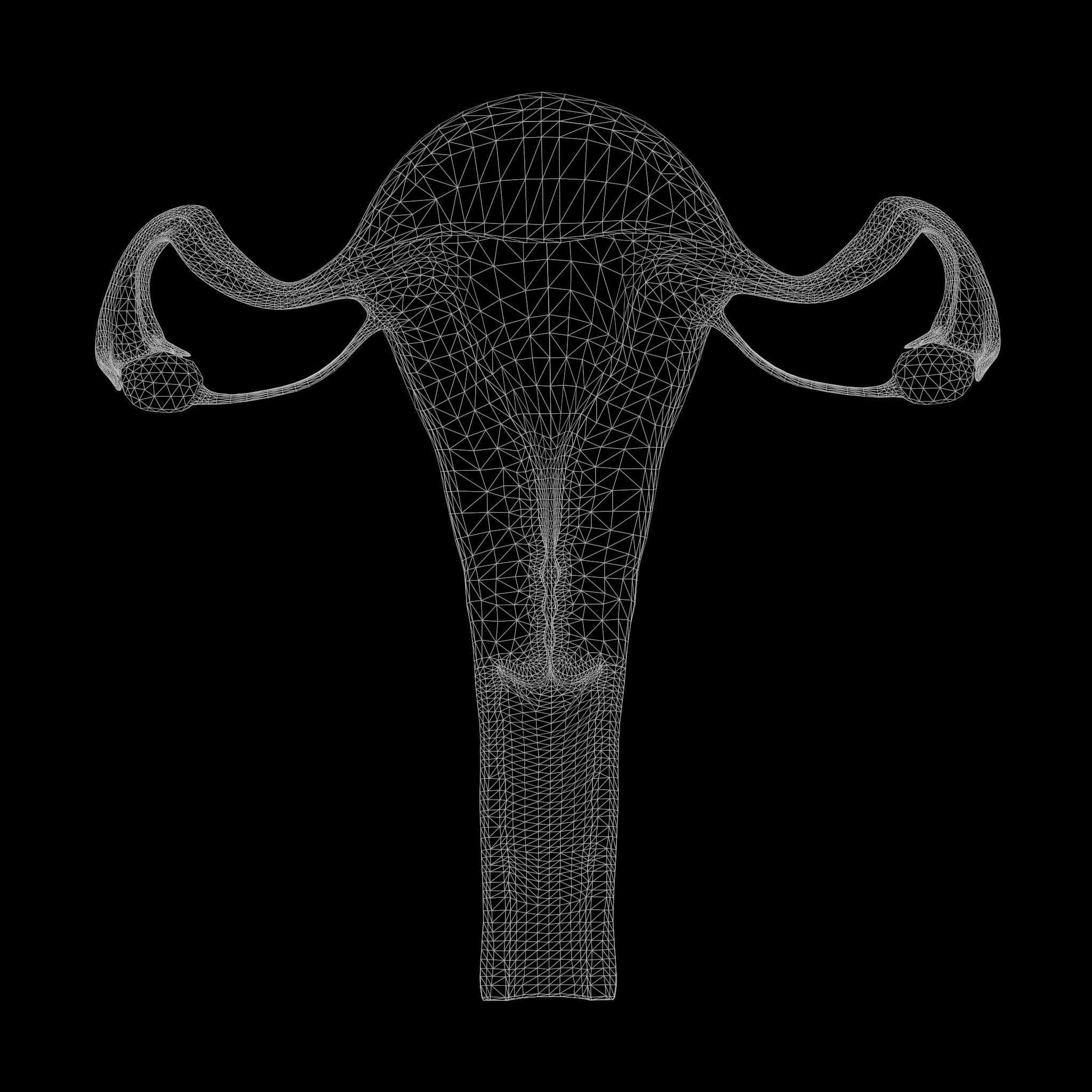Female Reproductive System Low-poly 3D model_9