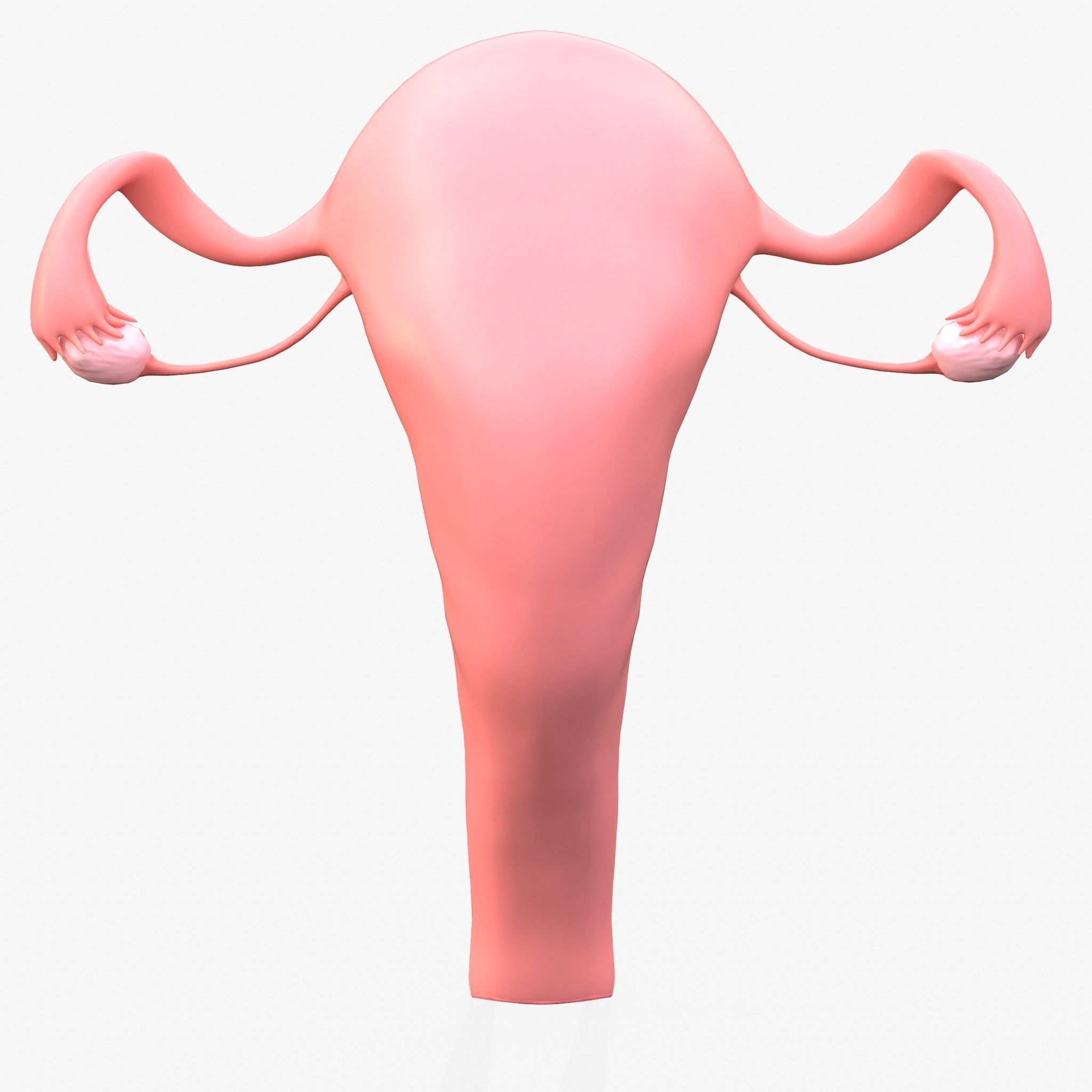 Female Reproductive System Low-poly 3D model_3