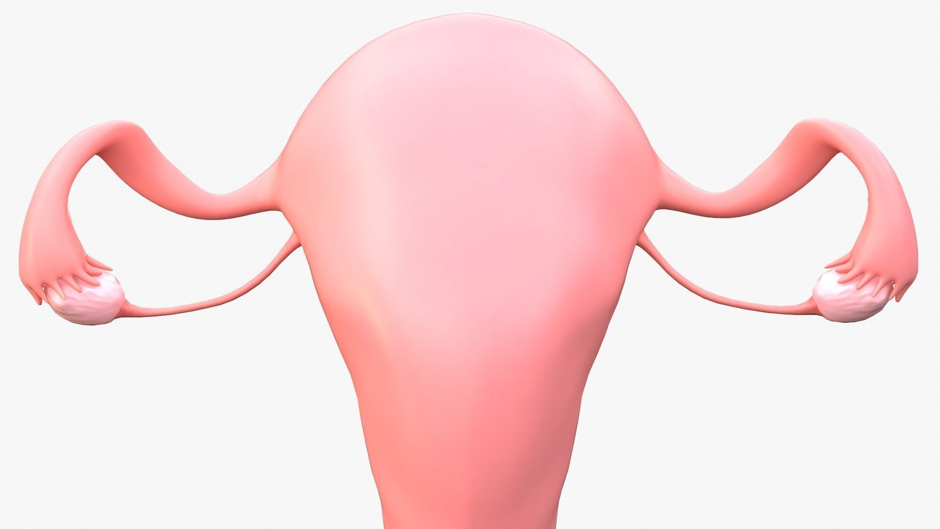 Female Reproductive System Low-poly 3D model_8