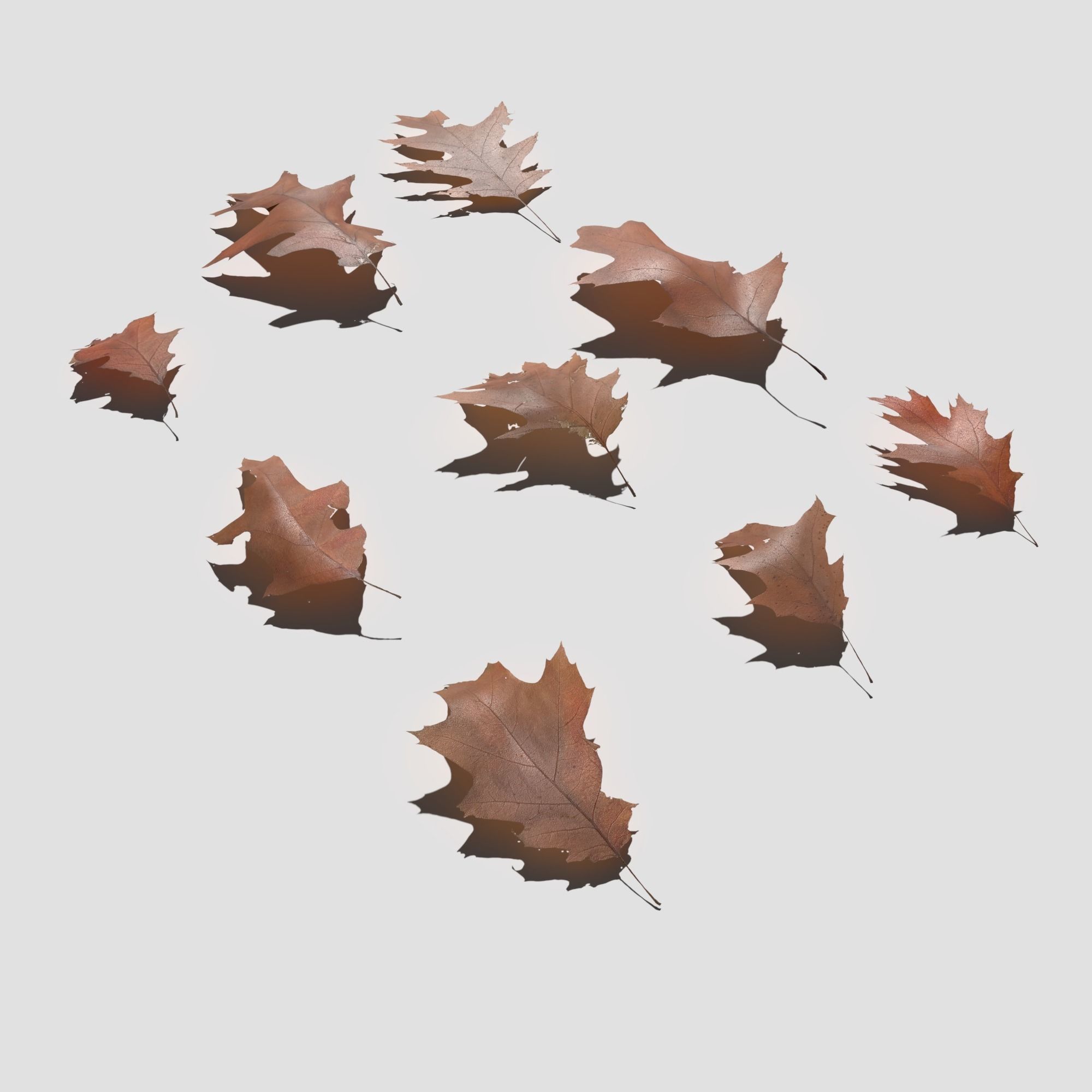 Dry Red Oak Leaves Pack Low-poly 3D model_13