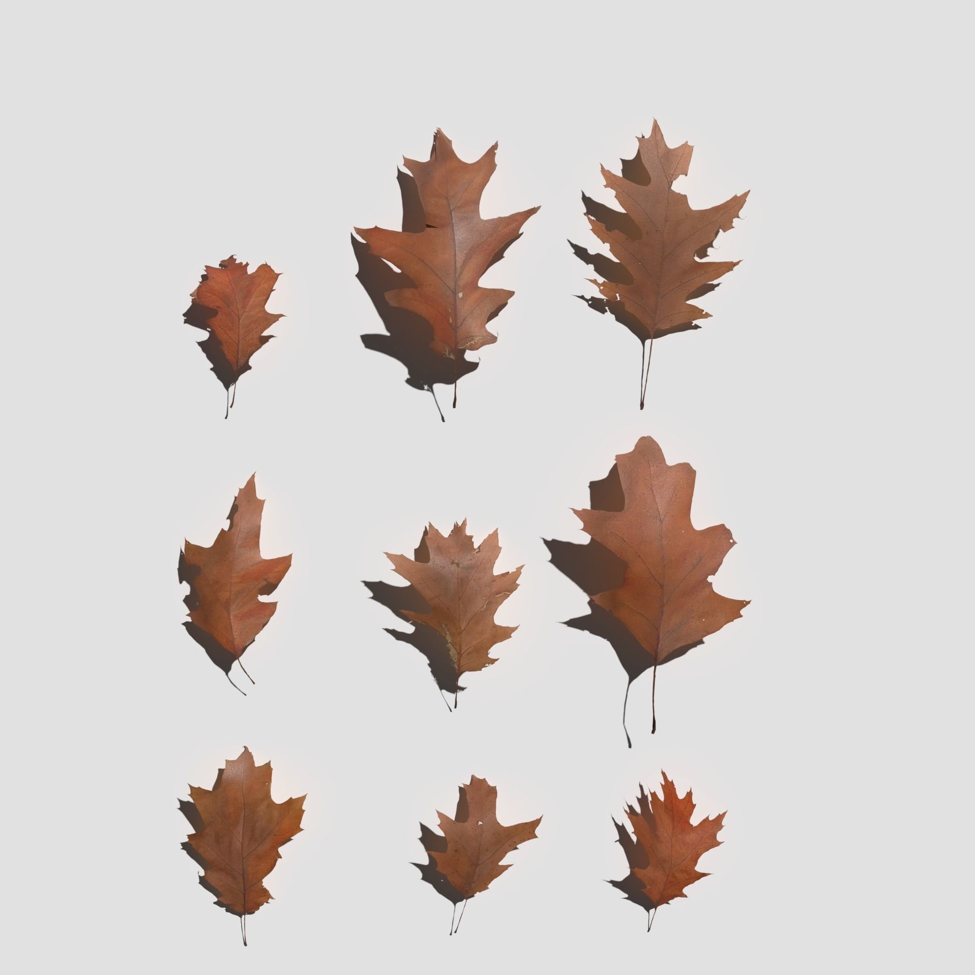Dry Red Oak Leaves Pack Low-poly 3D model_21
