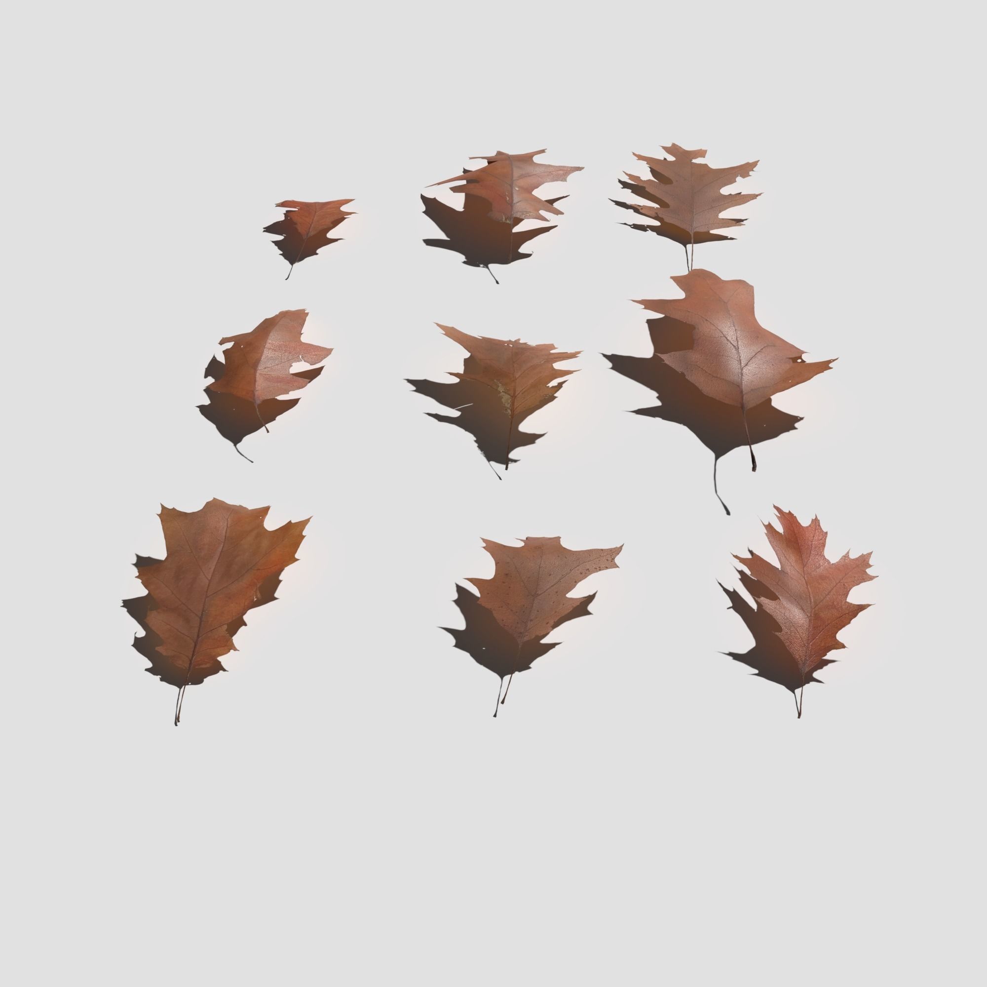 Dry Red Oak Leaves Pack Low-poly 3D model_14
