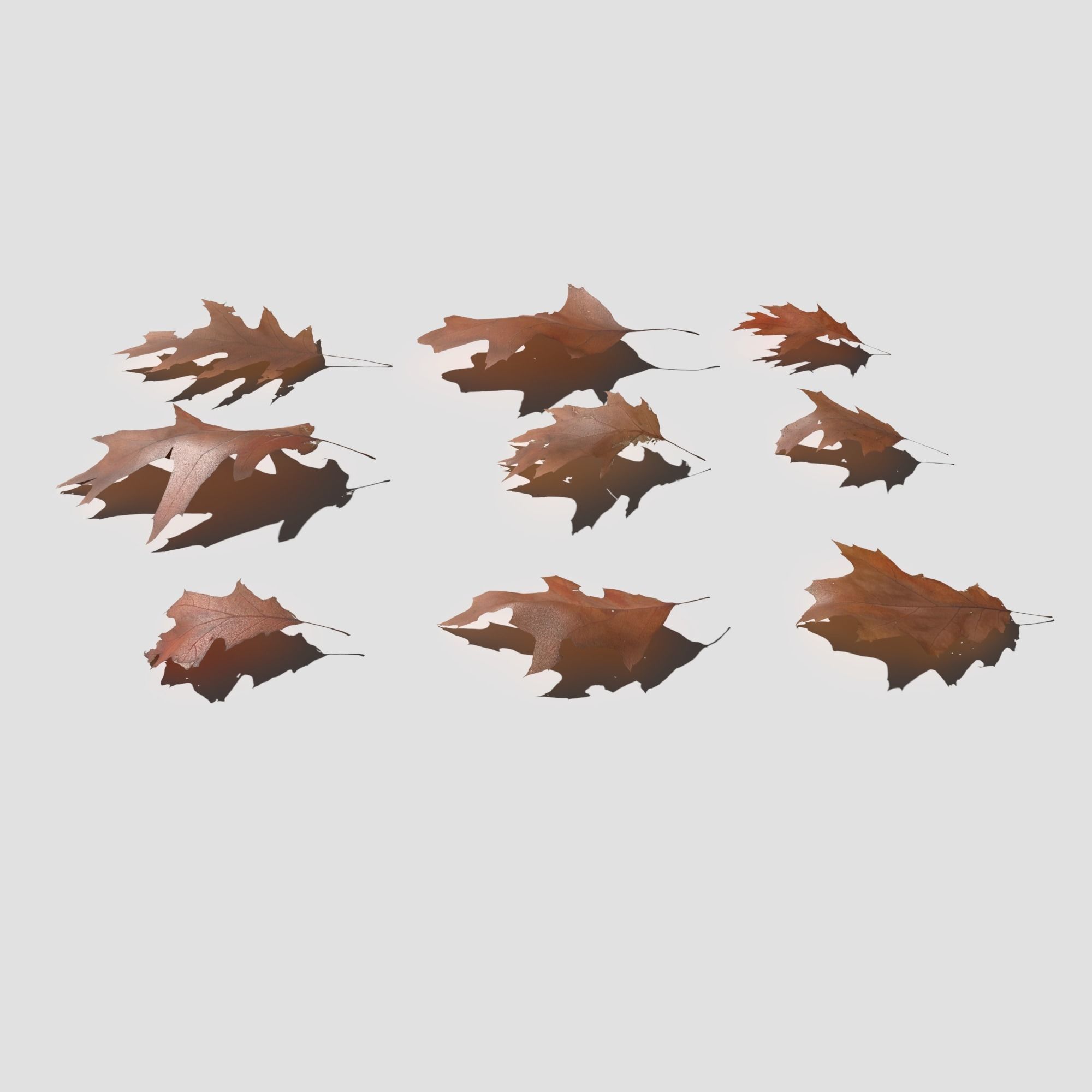 Dry Red Oak Leaves Pack Low-poly 3D model_20