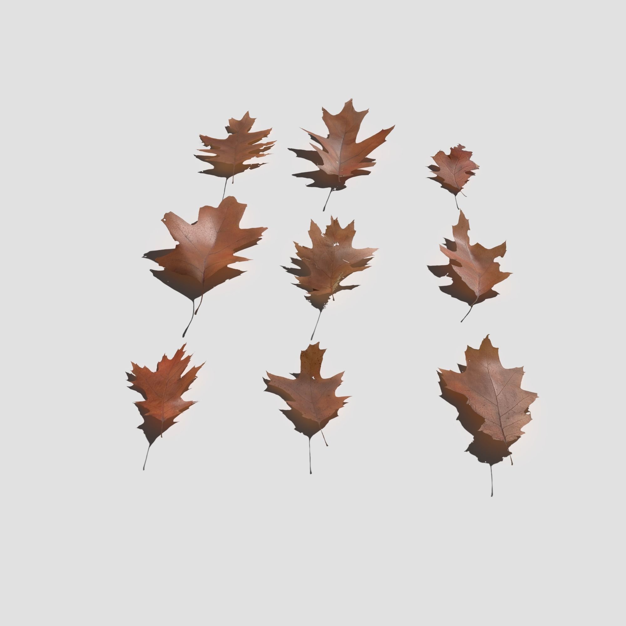 Dry Red Oak Leaves Pack Low-poly 3D model_4