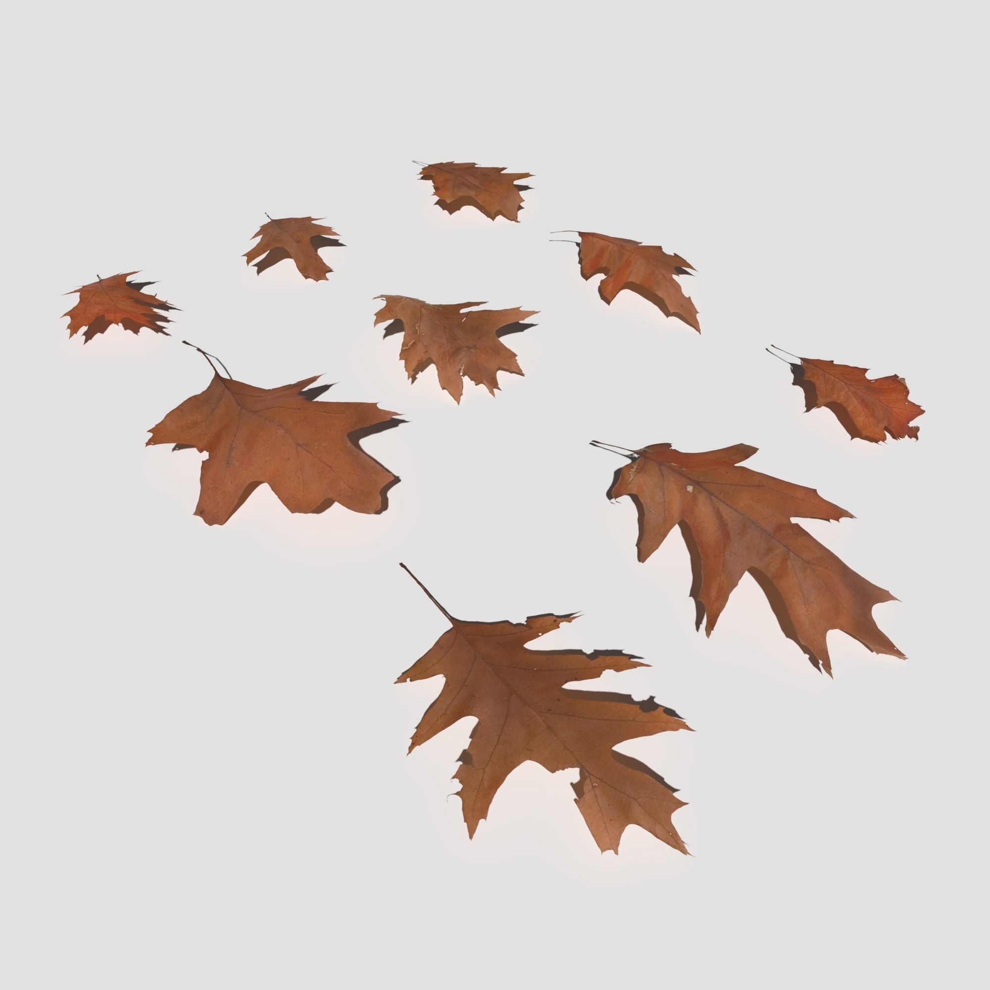 Dry Red Oak Leaves Pack Low-poly 3D model_17
