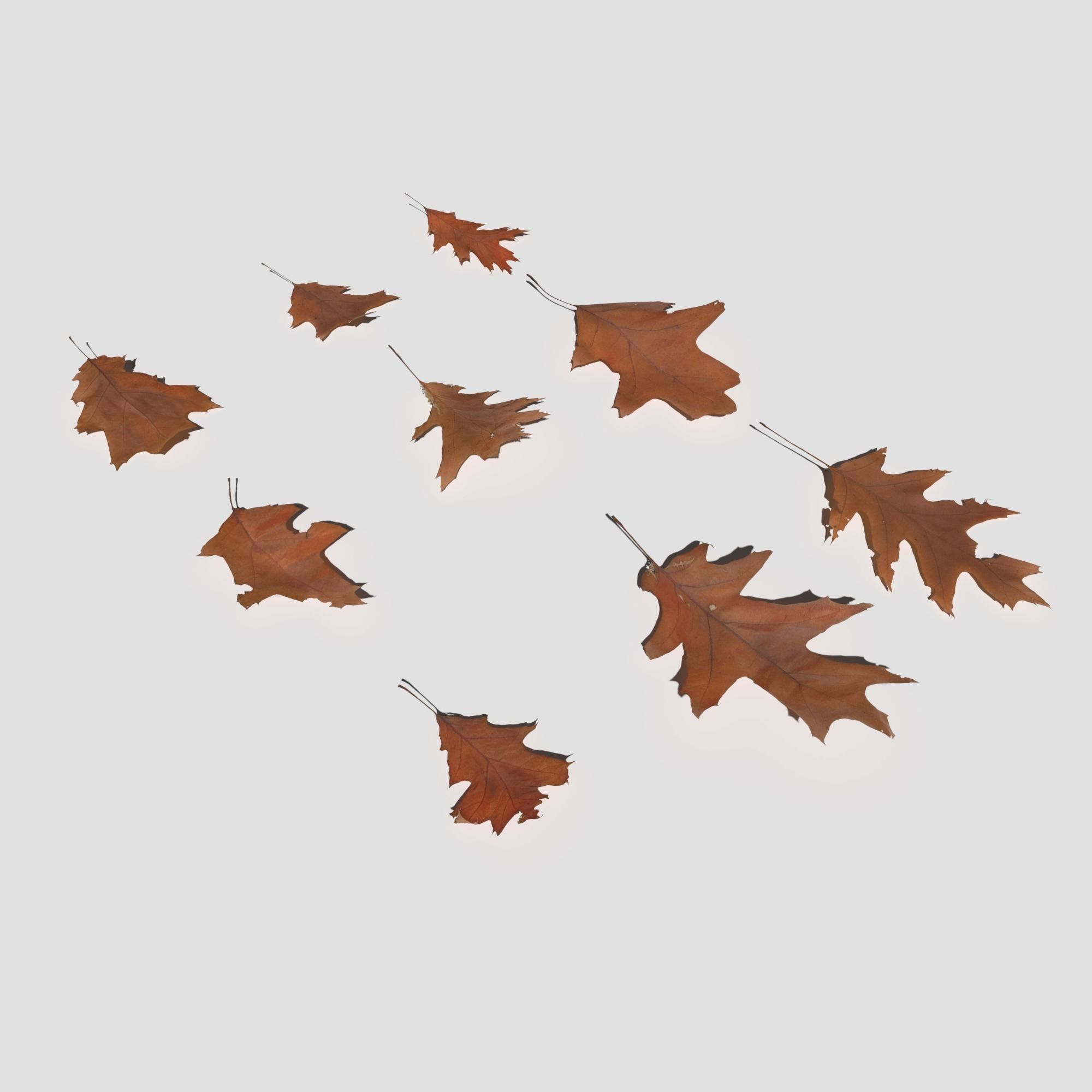 Dry Red Oak Leaves Pack Low-poly 3D model_7