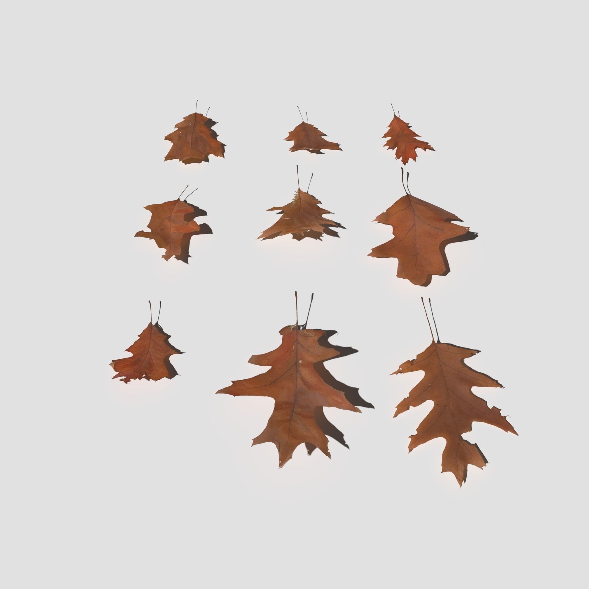 Dry Red Oak Leaves Pack Low-poly 3D model_8