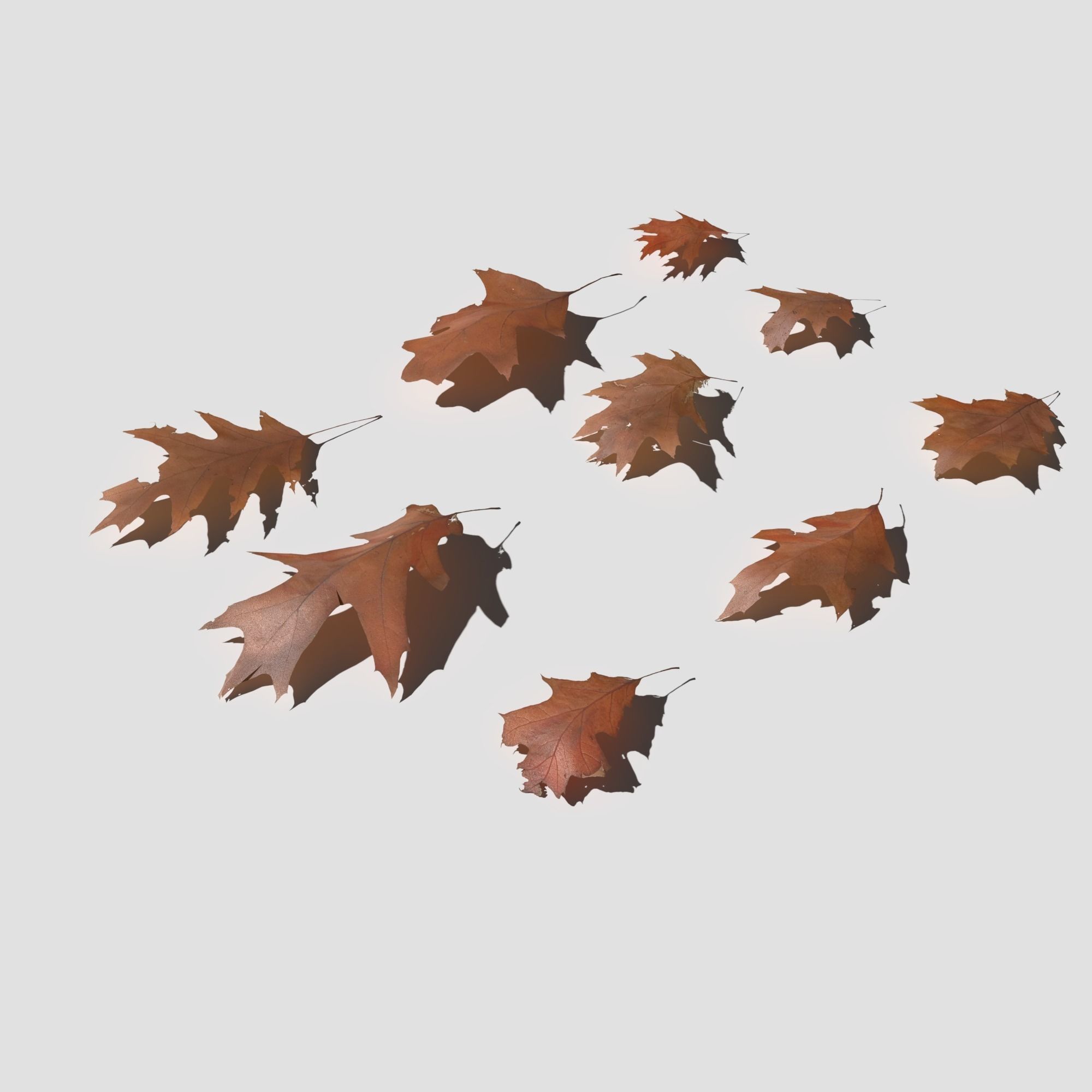 Dry Red Oak Leaves Pack Low-poly 3D model_19