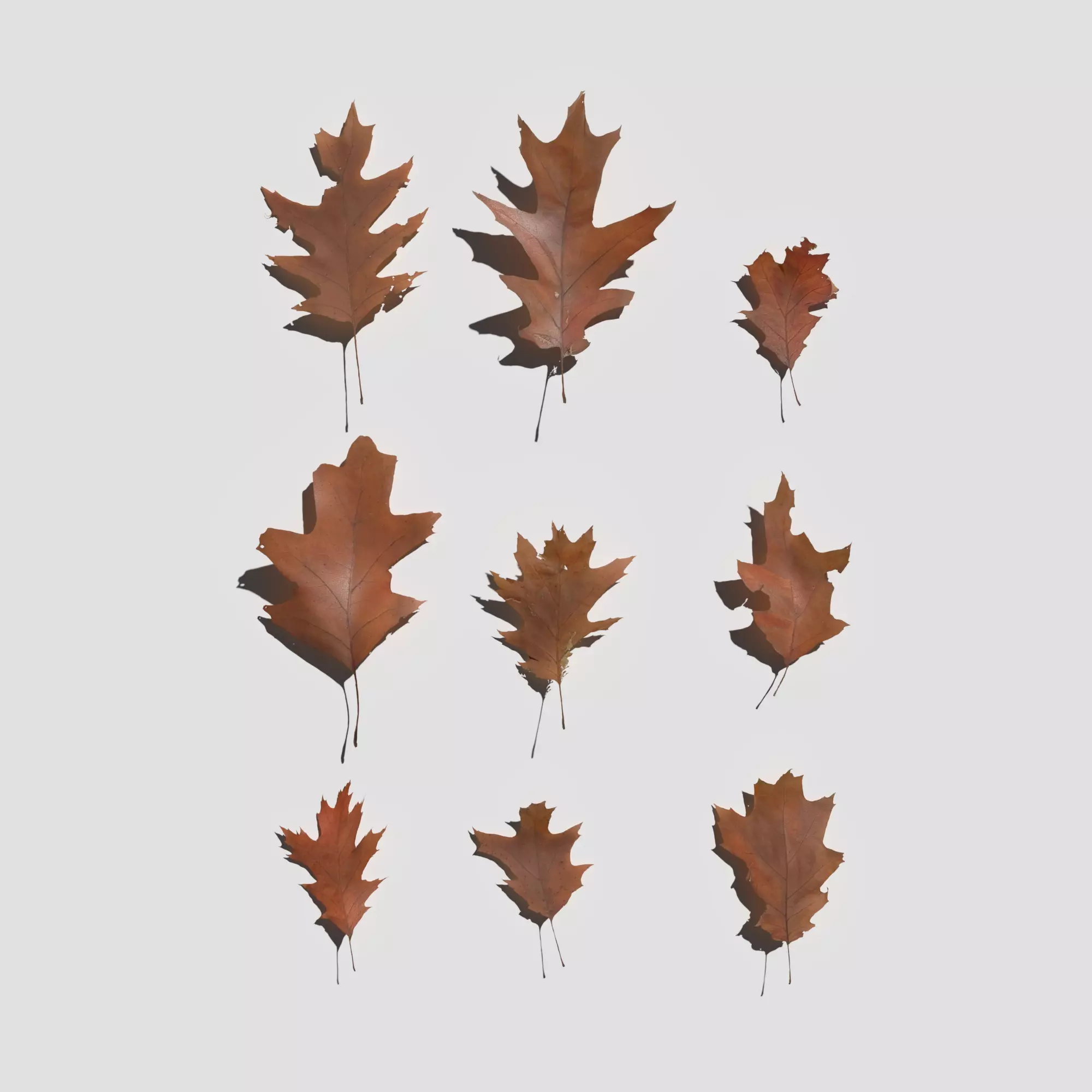 Dry Red Oak Leaves Pack Low-poly 3D model_0
