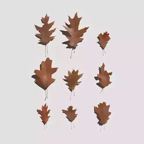 Dry Red Oak Leaves Pack
