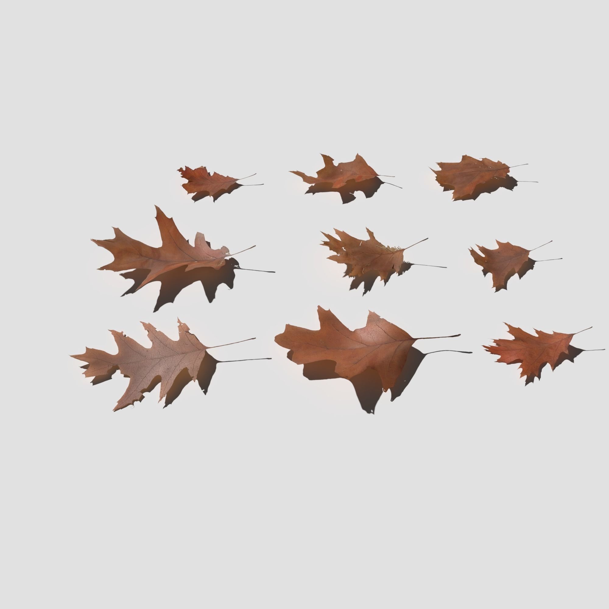 Dry Red Oak Leaves Pack Low-poly 3D model_10