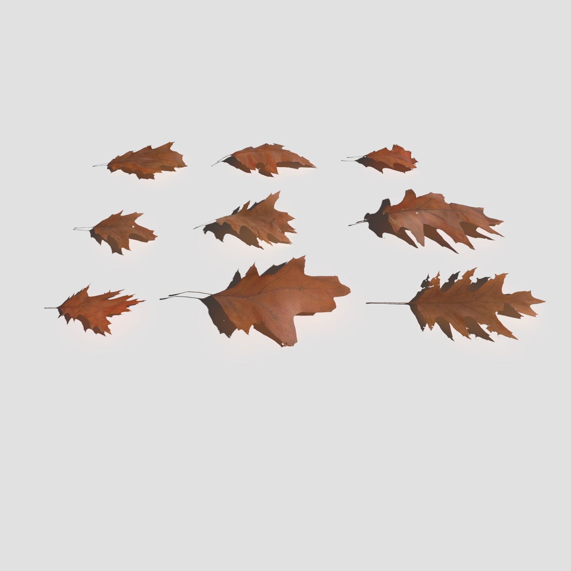 Dry Red Oak Leaves Pack Low-poly 3D model_16