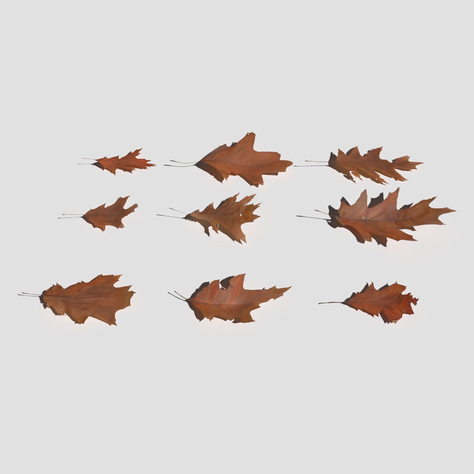 Dry Red Oak Leaves Pack Low-poly 3D model_6