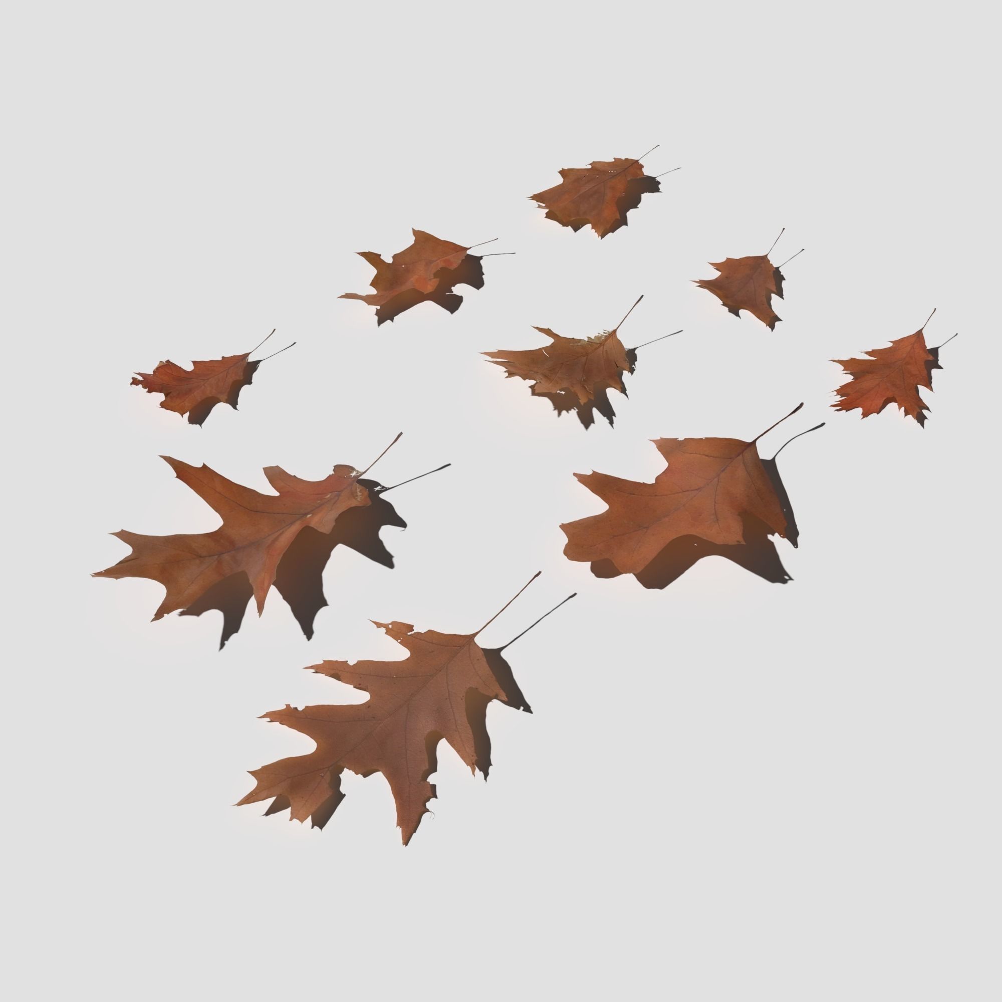 Dry Red Oak Leaves Pack Low-poly 3D model_9