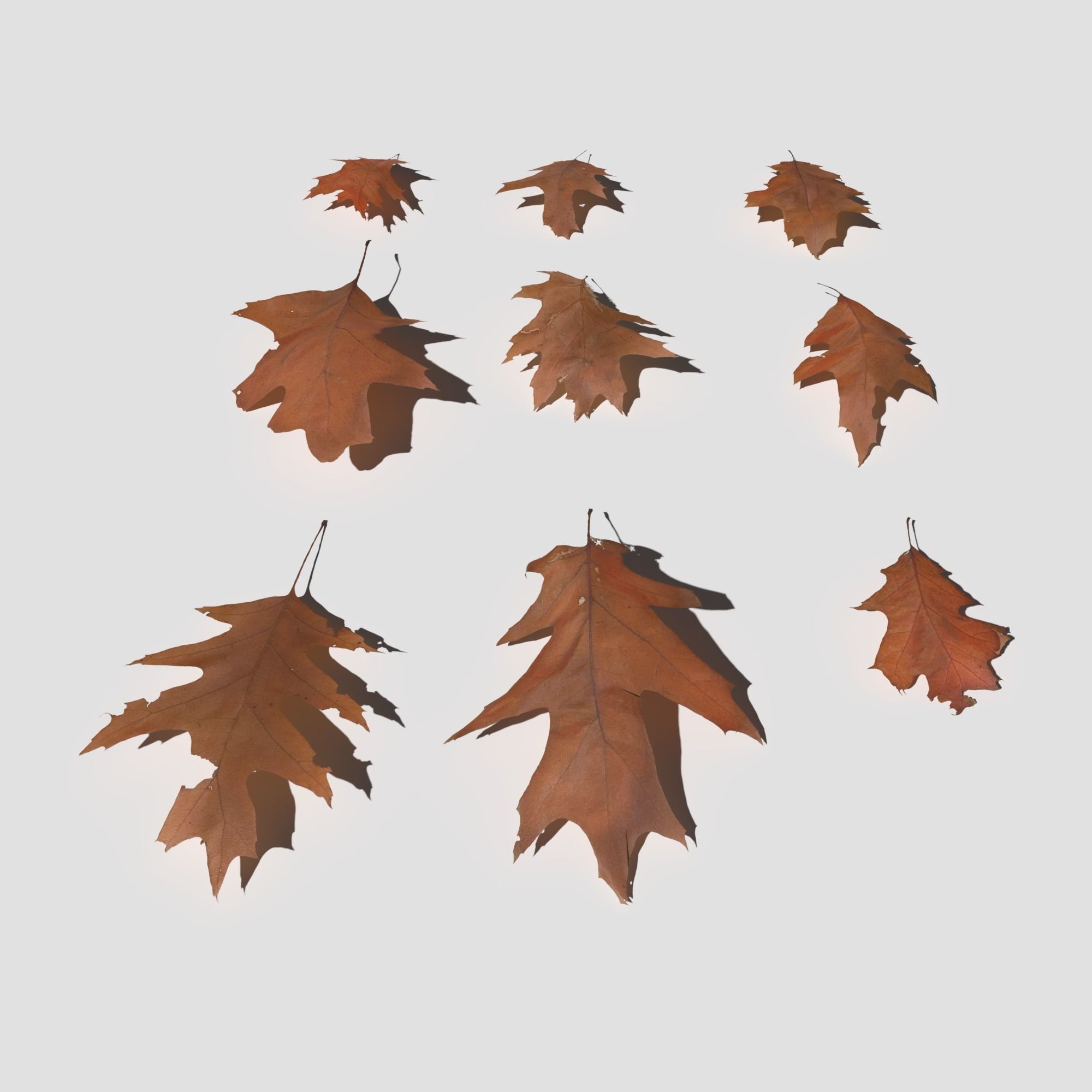 Dry Red Oak Leaves Pack Low-poly 3D model_18