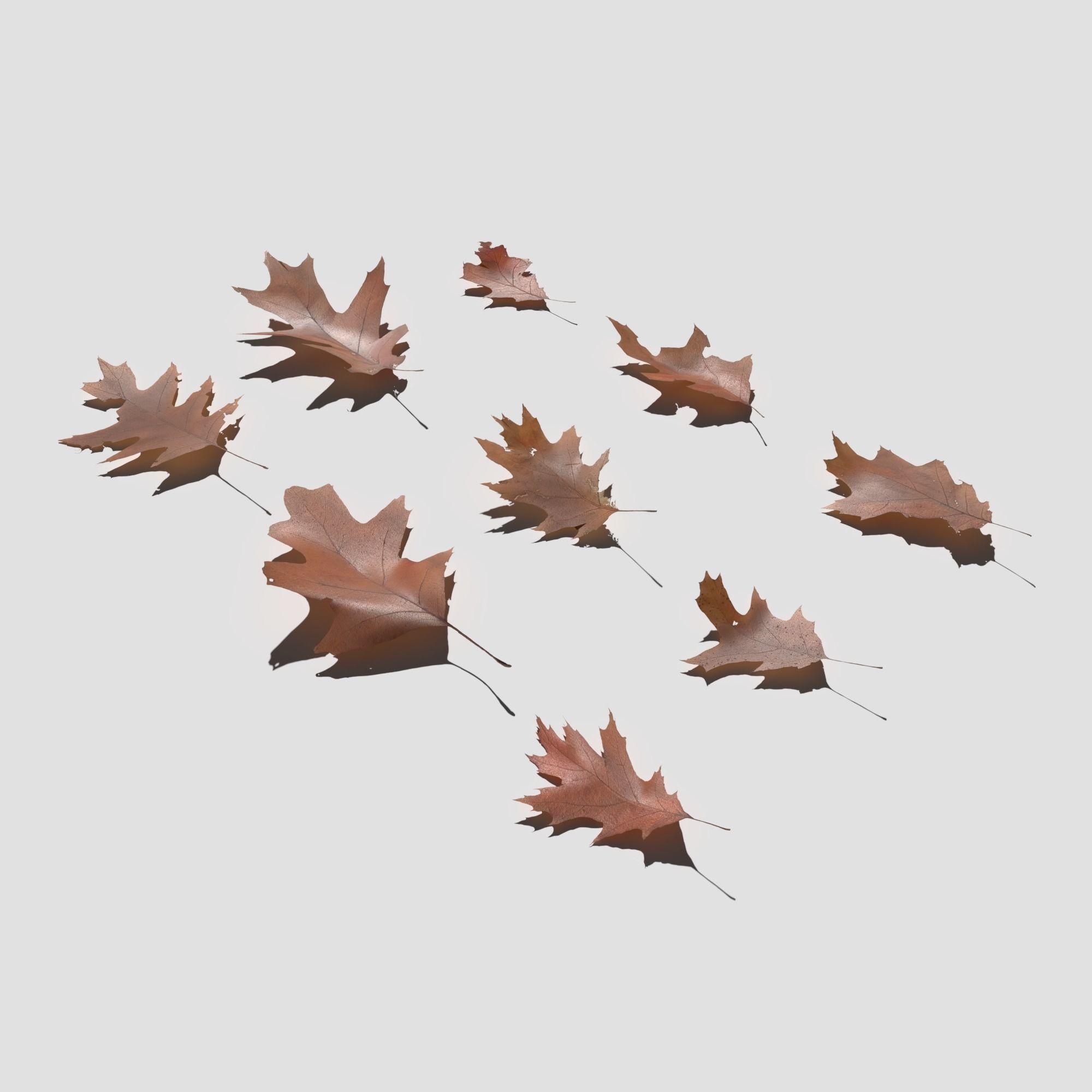 Dry Red Oak Leaves Pack Low-poly 3D model_3