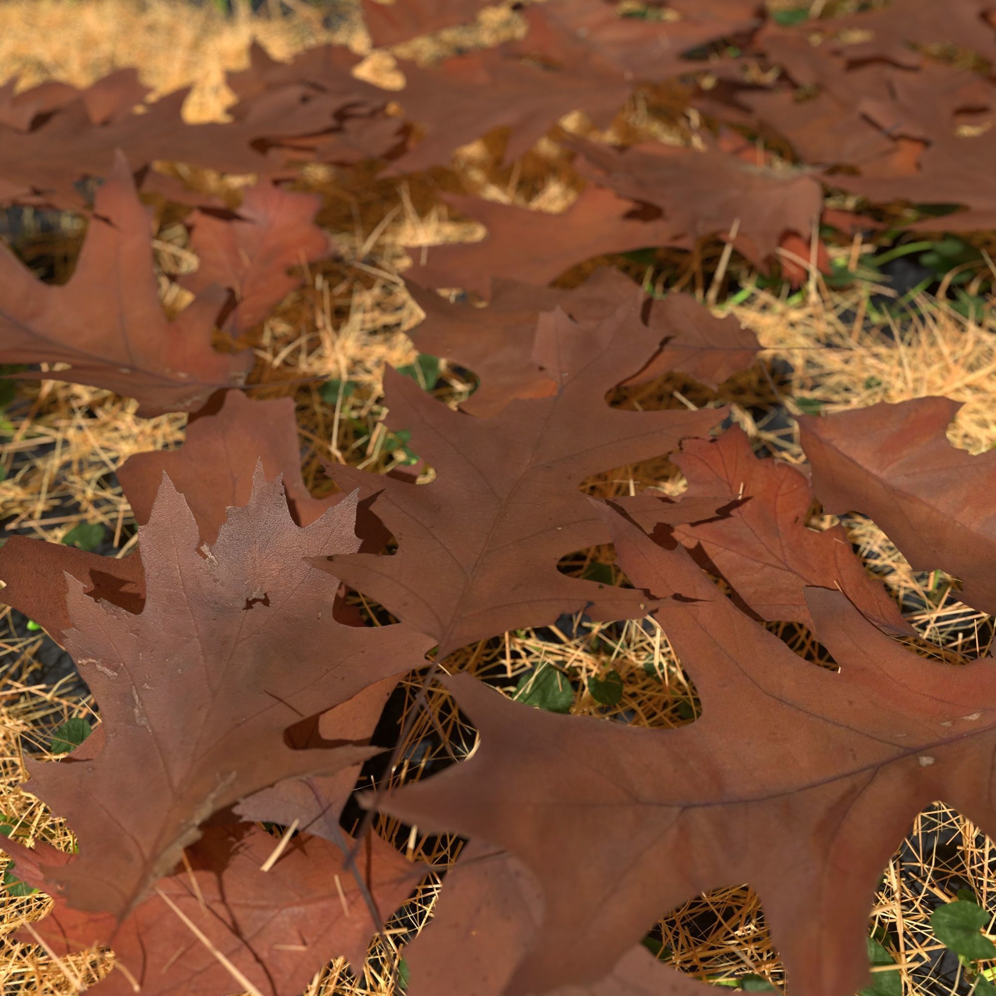 Dry Red Oak Leaves Pack Low-poly 3D model_1