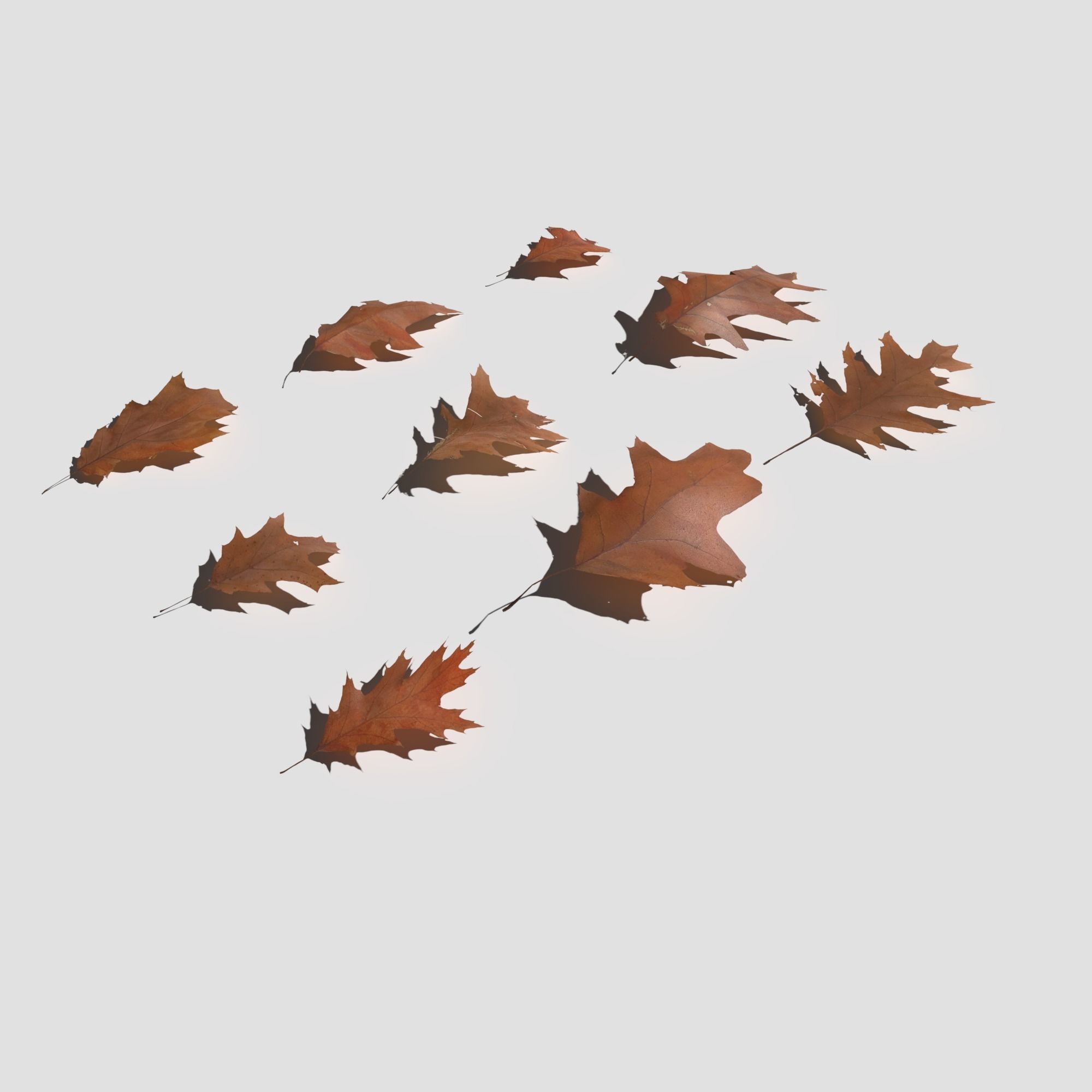 Dry Red Oak Leaves Pack Low-poly 3D model_15