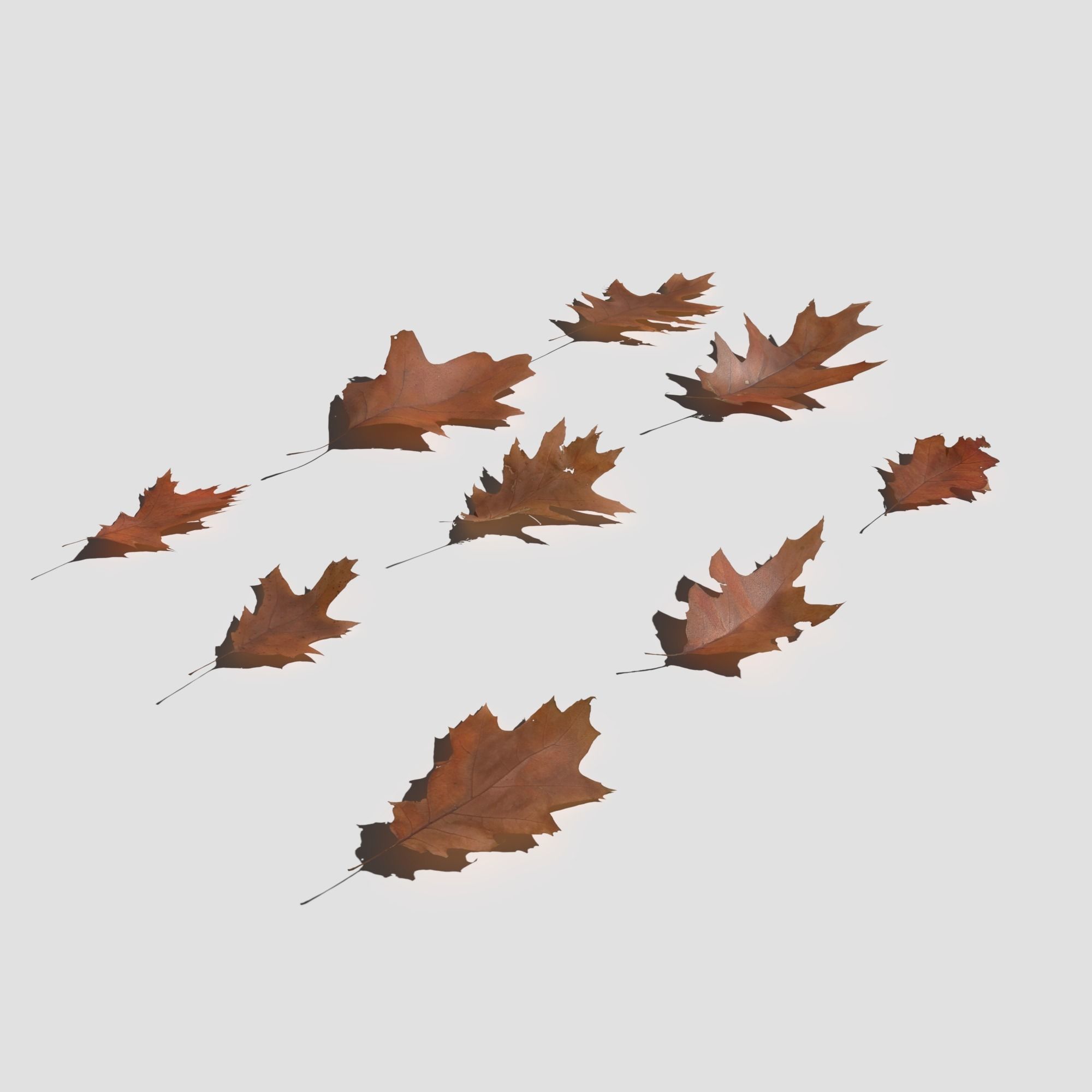 Dry Red Oak Leaves Pack Low-poly 3D model_5